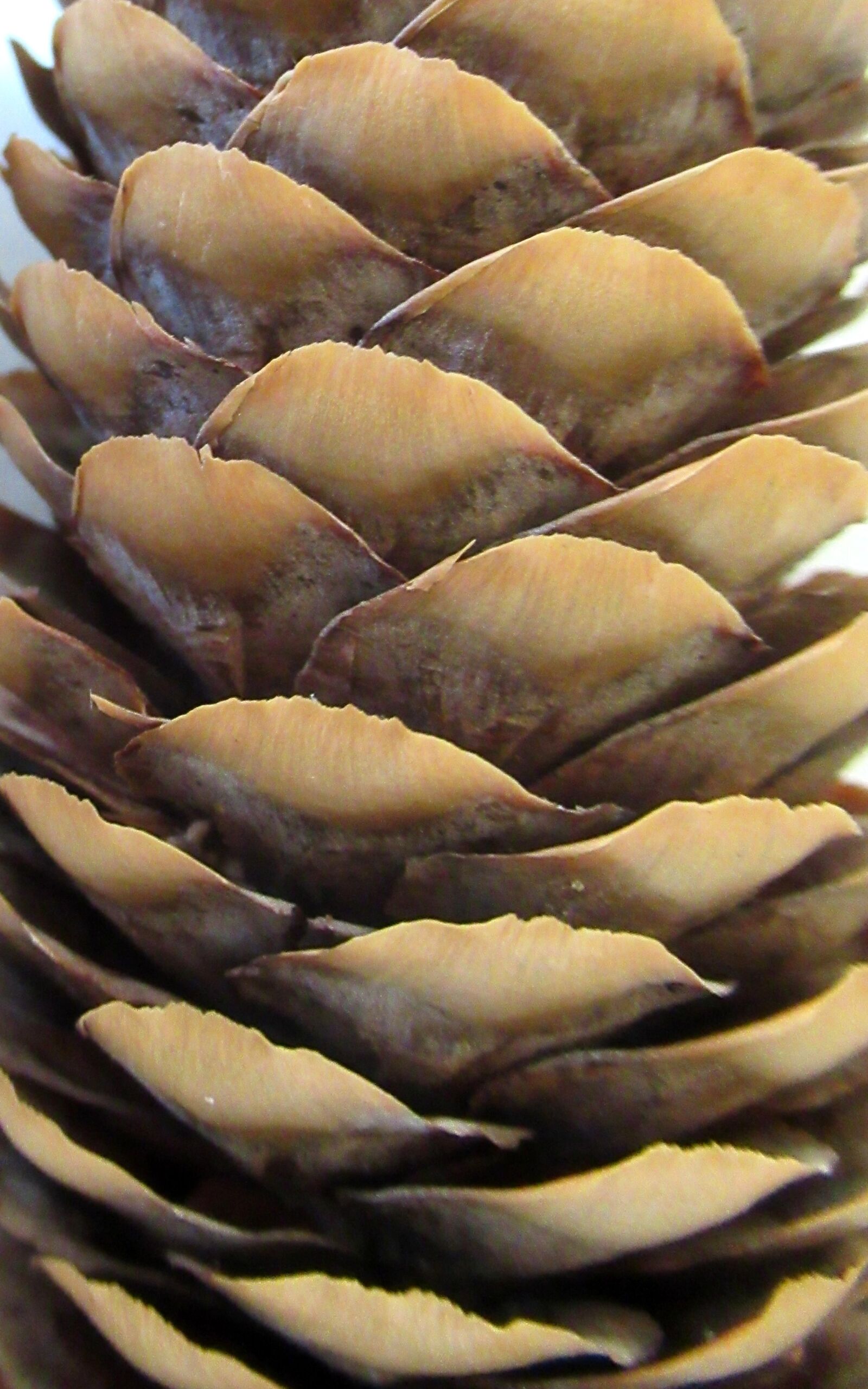 Canon PowerShot SX620 HS sample photo. Pine, cone, crop photography