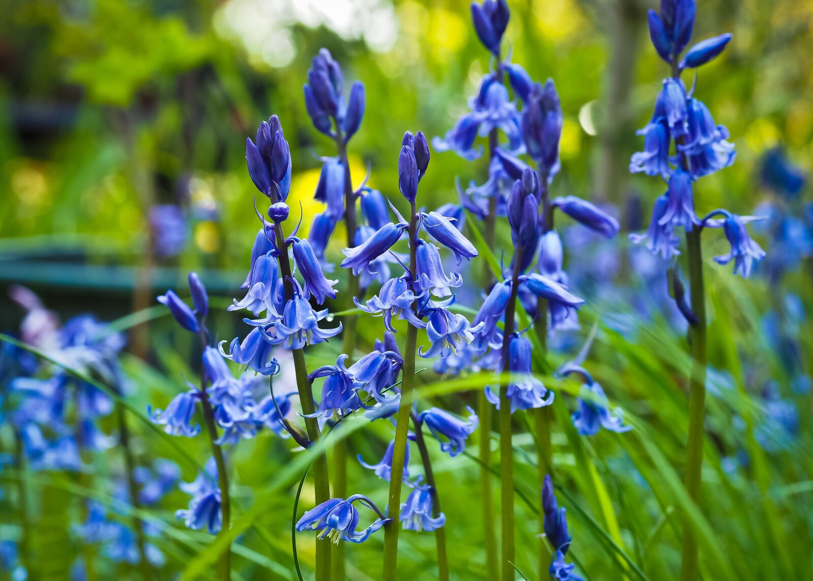 Olympus OM-D E-M10 sample photo. Coral bells, flower, spring photography