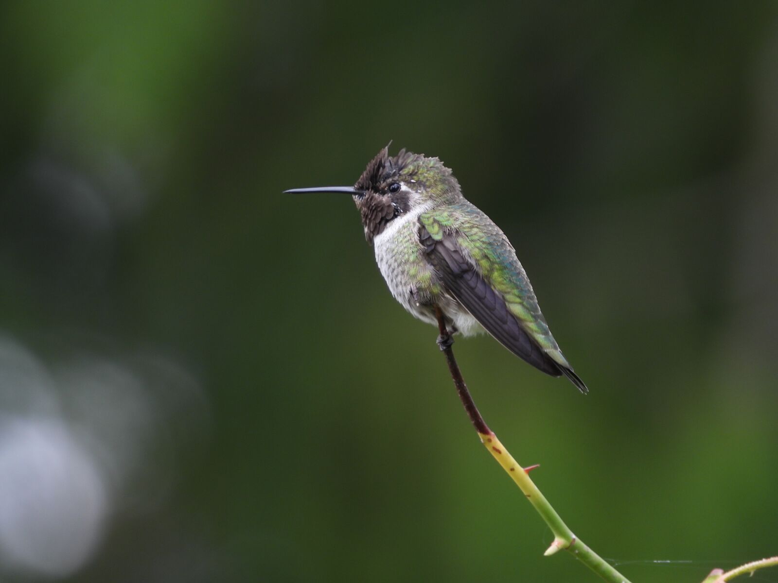 Nikon Coolpix P1000 sample photo. Anna, hummingbird, nature photography