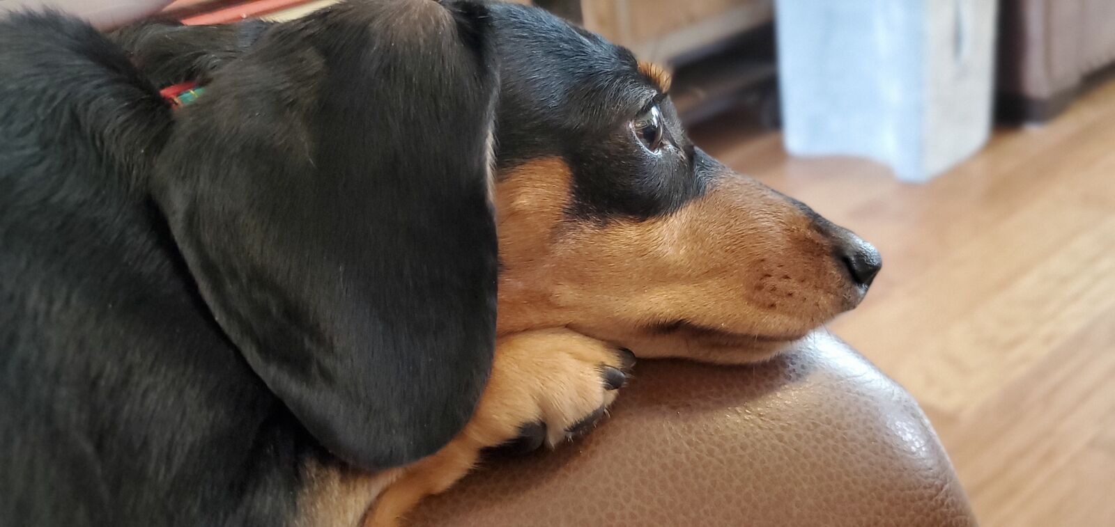 Samsung Galaxy S10+ sample photo. Dog, dachshund, pup photography
