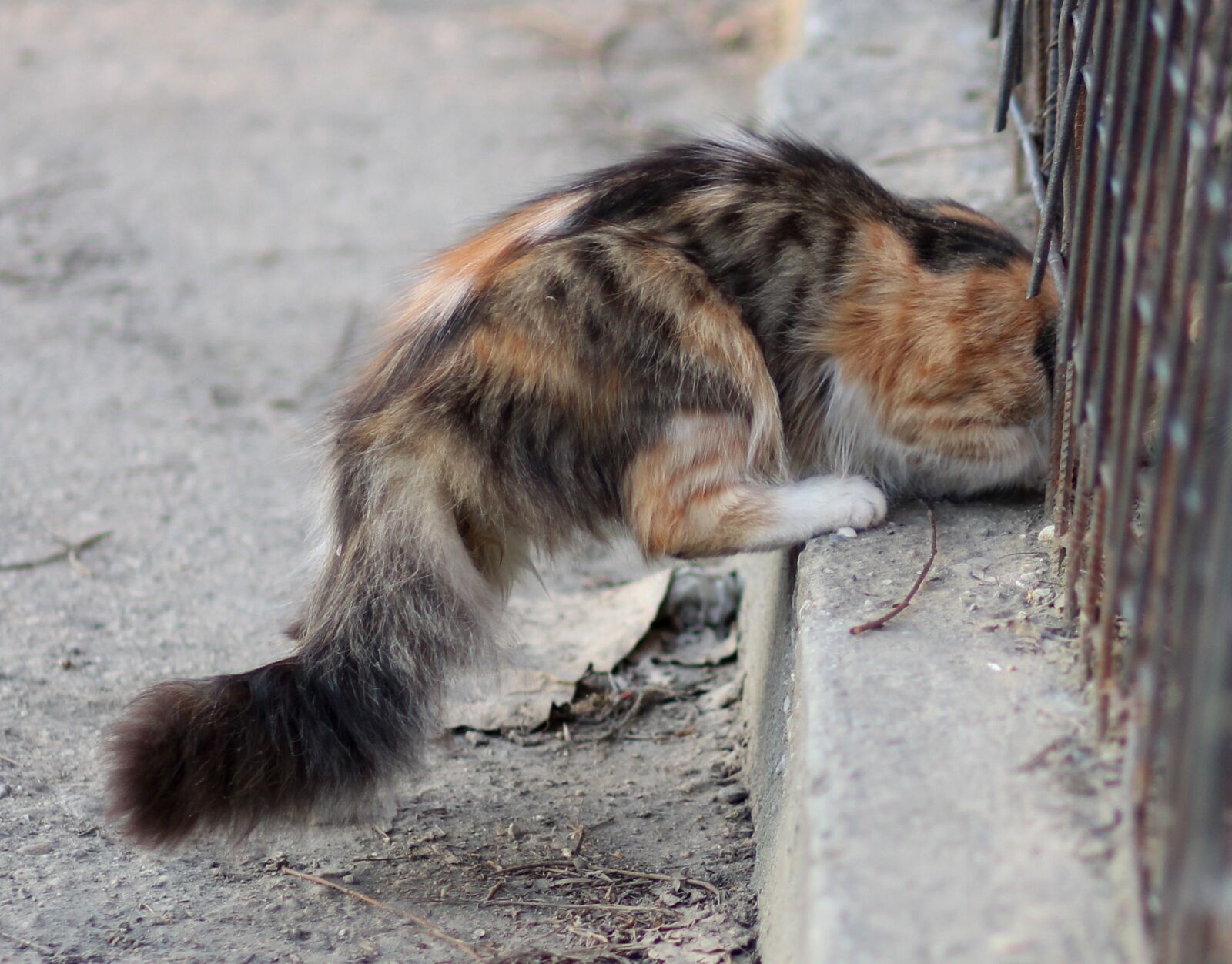 Canon EOS 700D (EOS Rebel T5i / EOS Kiss X7i) + Canon EF 85mm F1.8 USM sample photo. Cat, snuck, fence photography