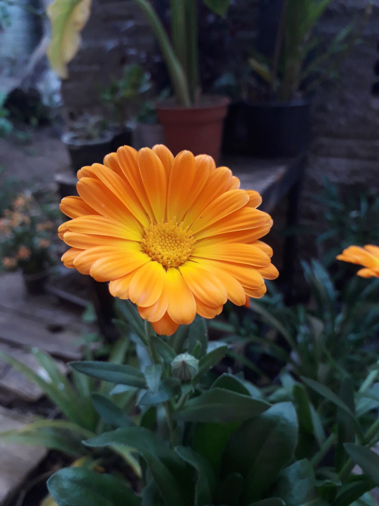 Samsung Galaxy J6 sample photo. New, nature, flowers photography