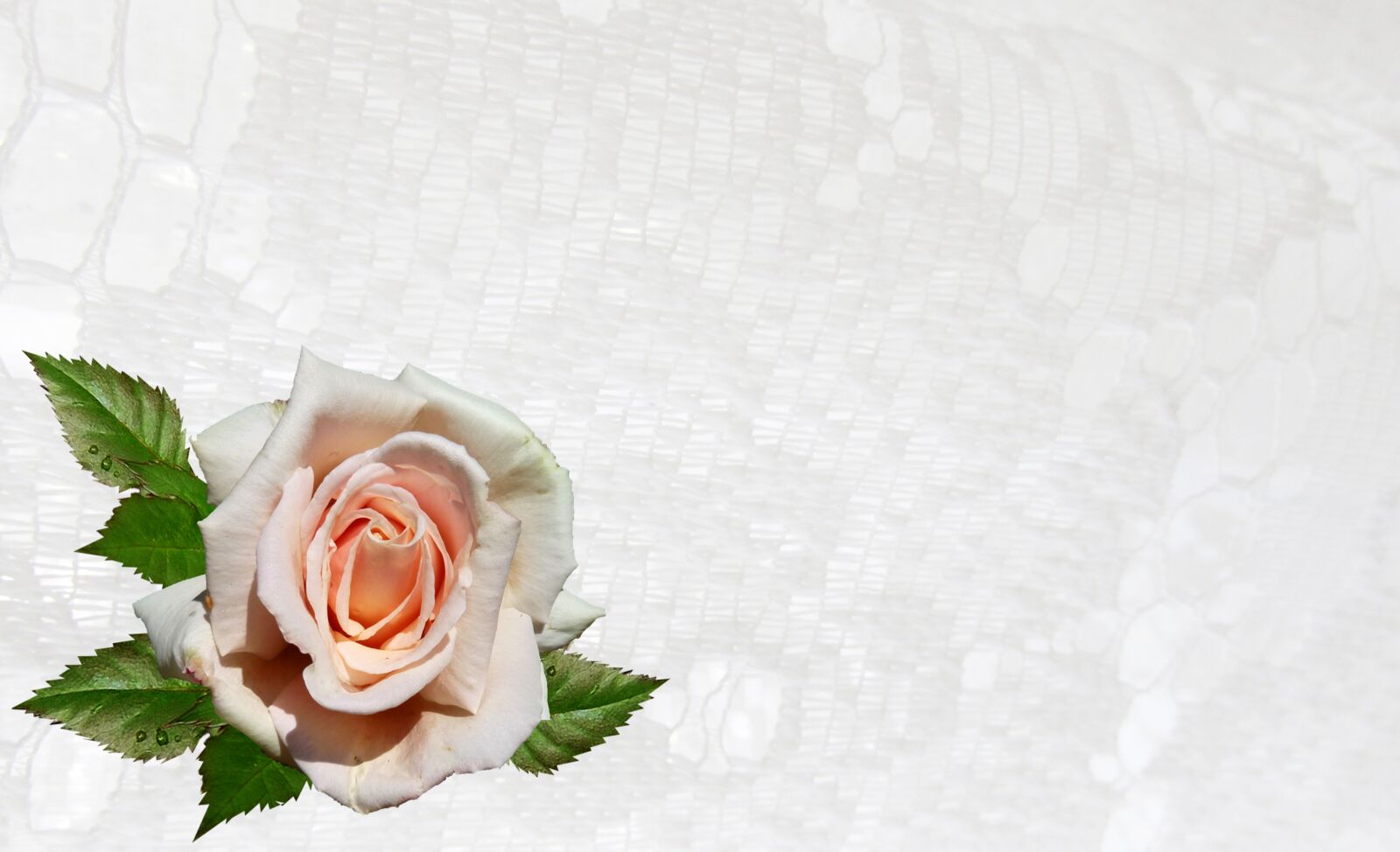 Canon PowerShot SX170 IS sample photo. Greeting card, rose, pink photography