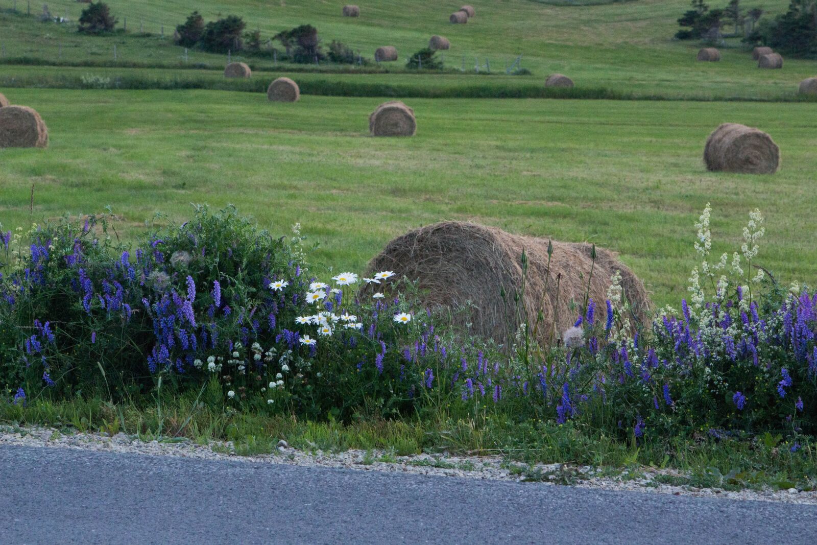 Canon EOS 700D (EOS Rebel T5i / EOS Kiss X7i) sample photo. Hay, iles-de-la-madeleine, flowers photography