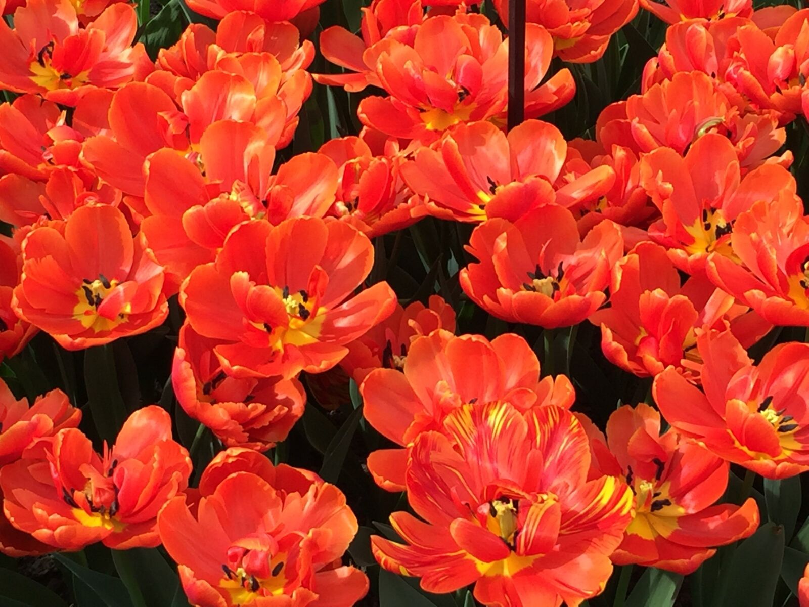 Apple iPhone 6 sample photo. Tulip, red tulips, spring photography