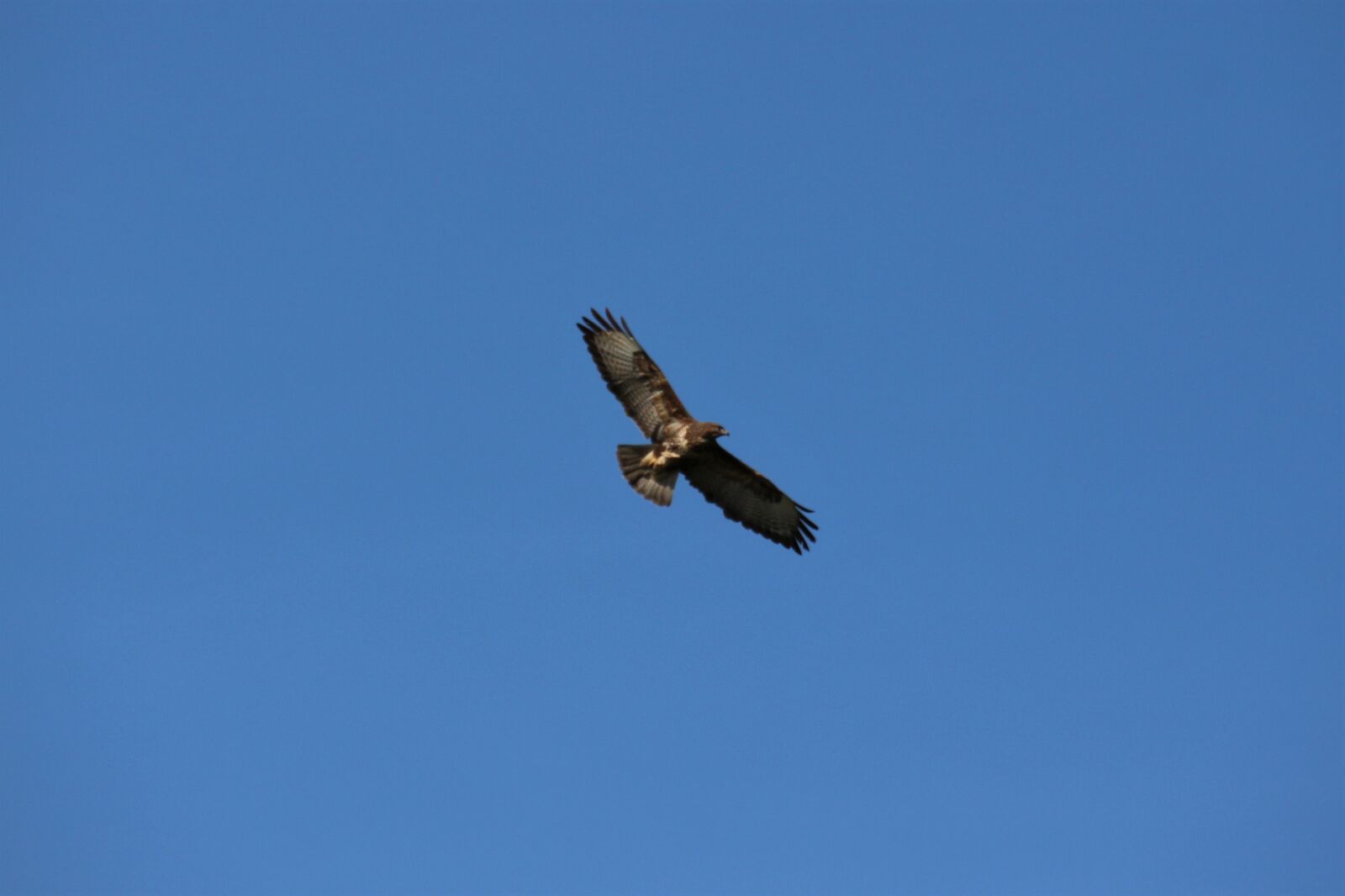 Canon EOS 700D (EOS Rebel T5i / EOS Kiss X7i) sample photo. Buzzard, bird, bird of photography