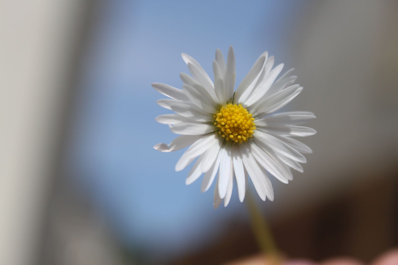 Canon EOS 500D (EOS Rebel T1i / EOS Kiss X3) sample photo. Daisy, flower, nature photography
