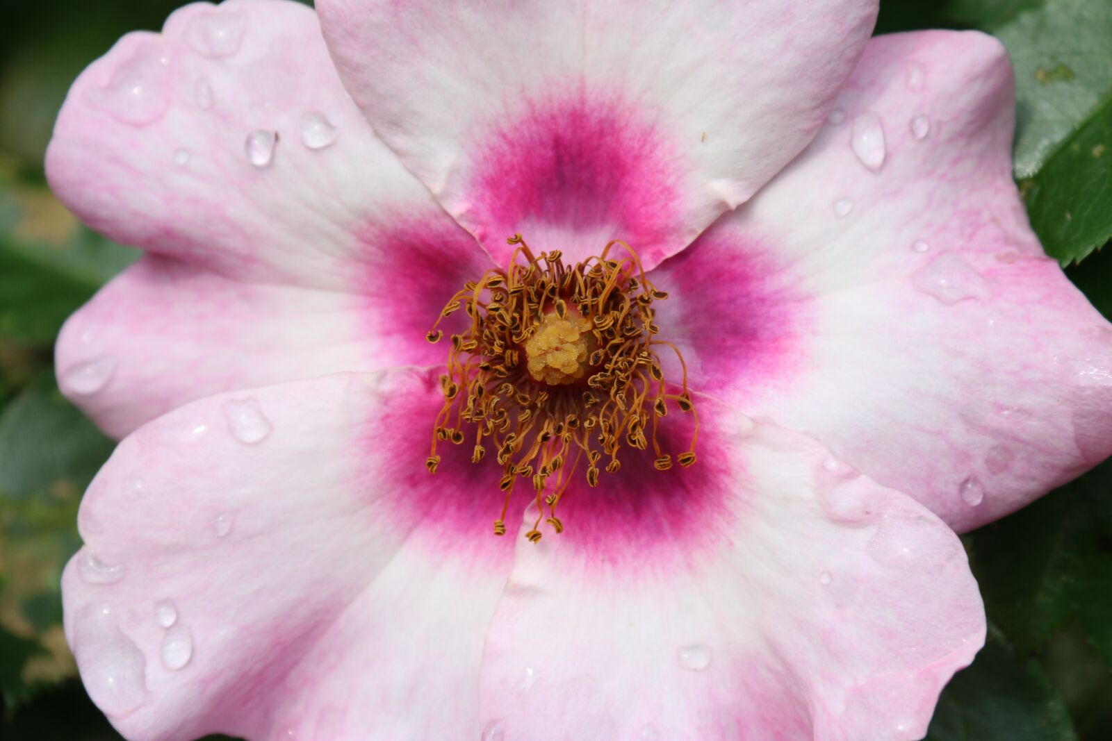 Canon EF-S 18-200mm F3.5-5.6 IS sample photo. Pink, rosebush, wild rose photography