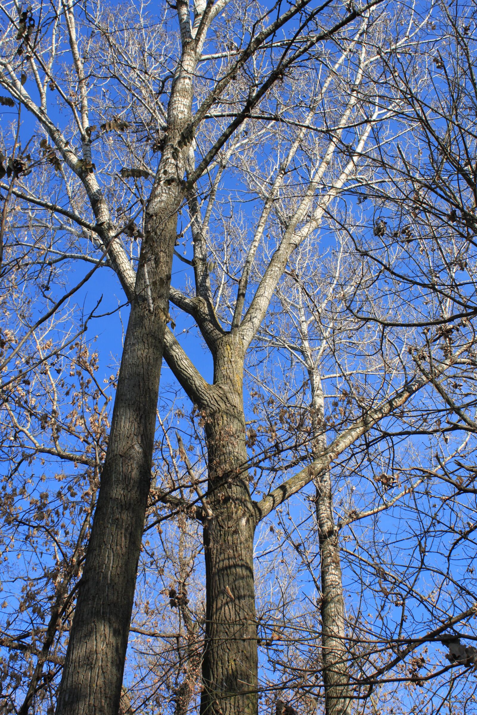 Canon EOS 500D (EOS Rebel T1i / EOS Kiss X3) sample photo. Autumn, blue, fall photography