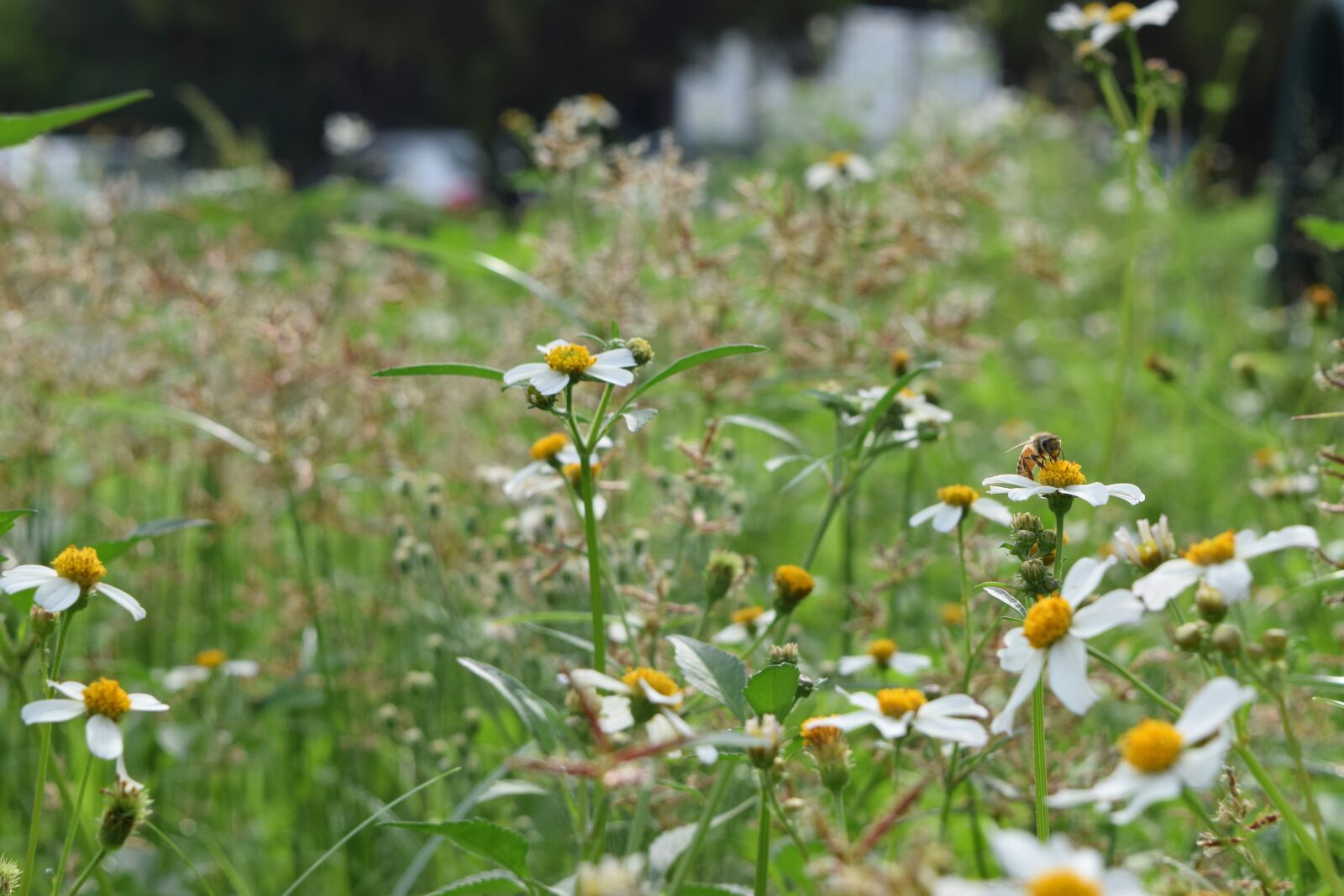 Nikon D3300 sample photo. Insect, flowers, bee photography