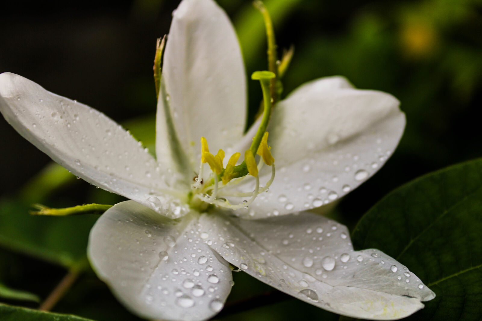 Canon EOS 1300D (EOS Rebel T6 / EOS Kiss X80) sample photo. Desktop, wallpaper, flowers, flowers photography