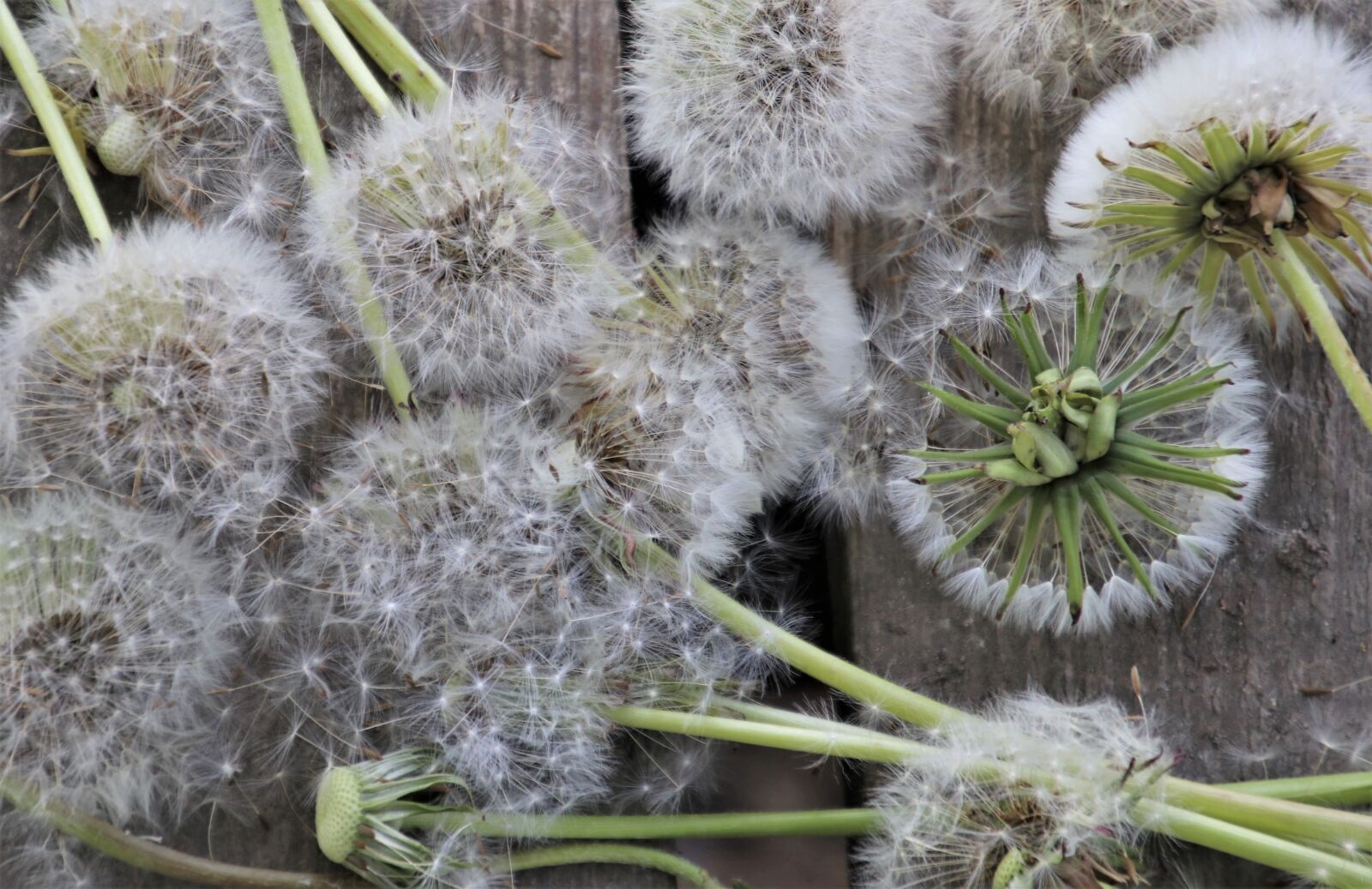 Canon EOS 80D sample photo. Seeds, fluff, allergy photography