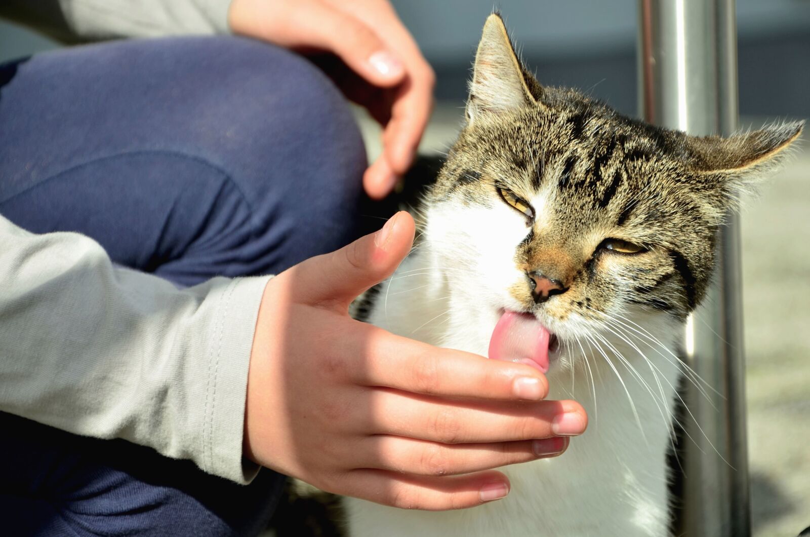 Nikon D5100 sample photo. Cat, pet, hand, tongue photography