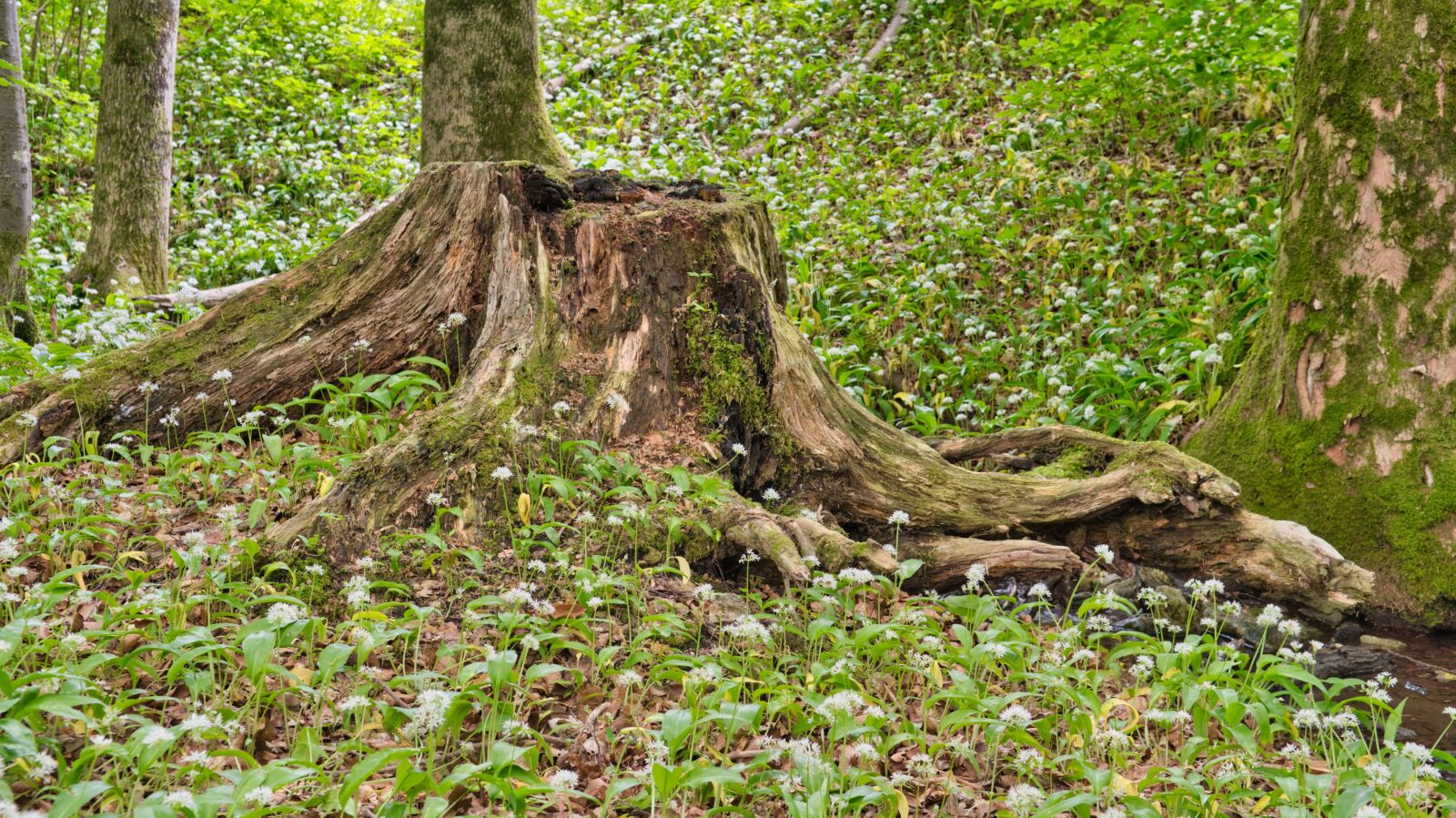 Nikon D7500 sample photo. Tree root, root, old photography