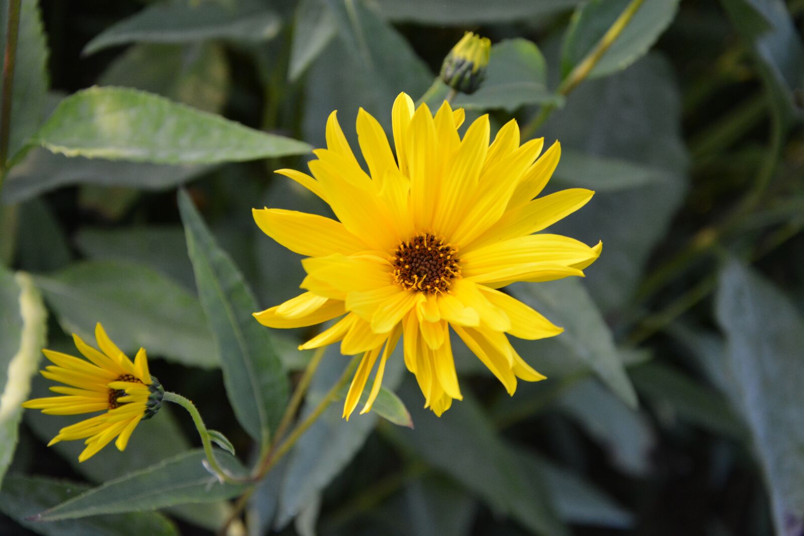 Nikon D5200 sample photo. Flower, flowers, yellow petals photography