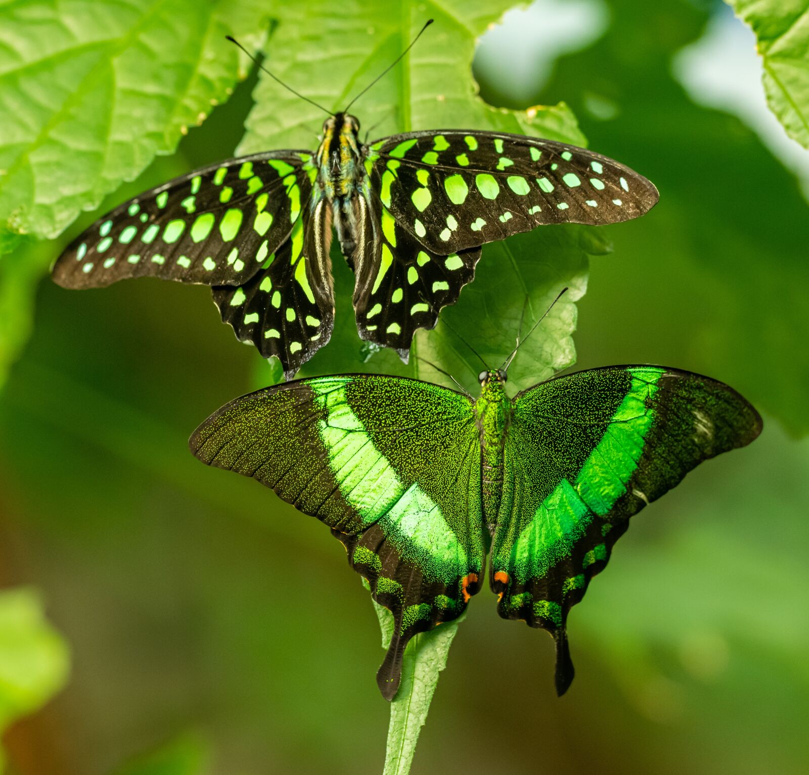 Nikon D850 sample photo. Butterflies, tropical, green photography