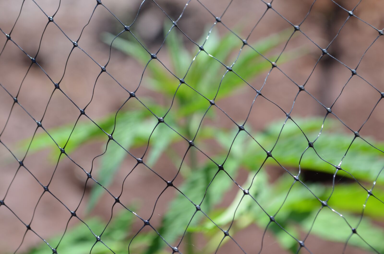Nikon D5100 sample photo. Prohibition, cannabis, hemp photography