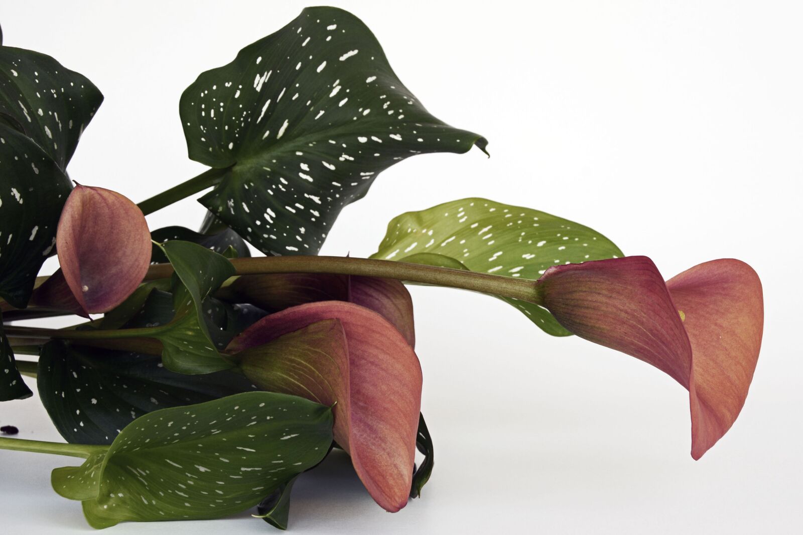 Nikon D7100 sample photo. Calla, flower, flowers photography