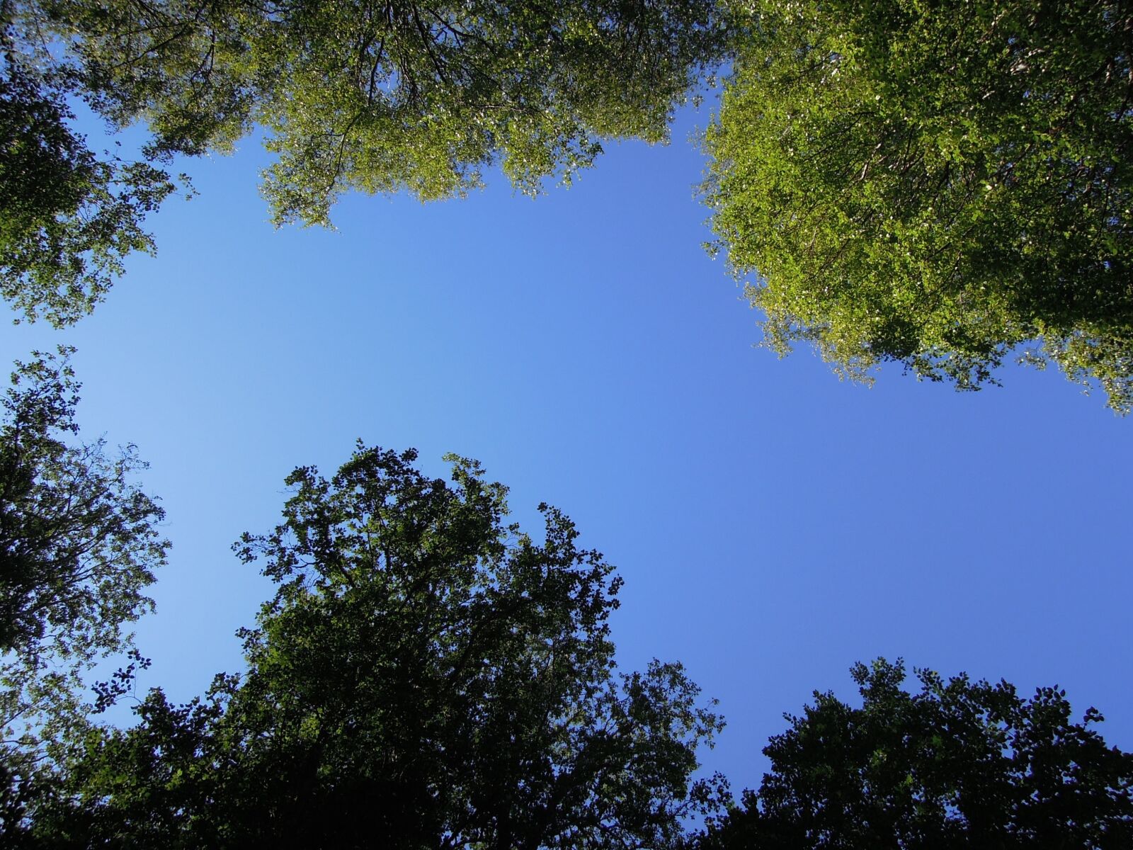 Nikon Coolpix P300 sample photo. Sky, blue, blue sky photography