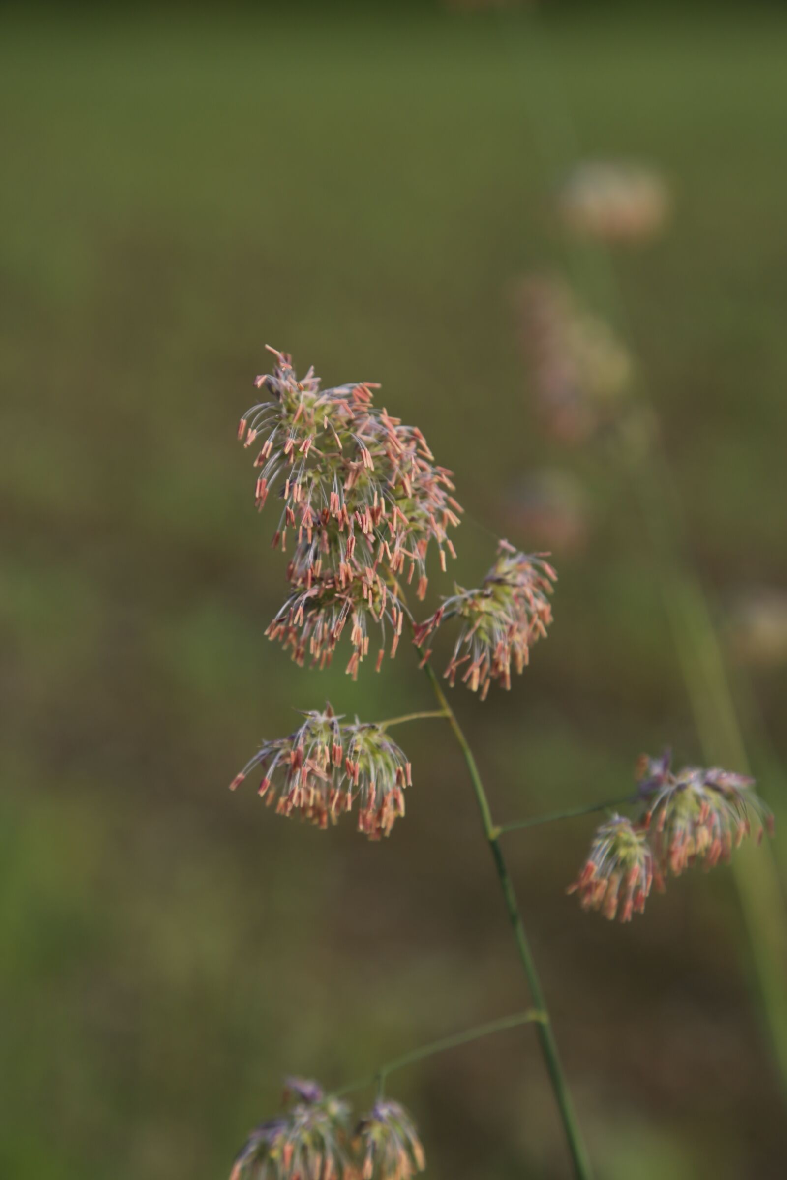 Canon EF 24-105mm F4L IS USM sample photo. Grasses, halme, meadow photography