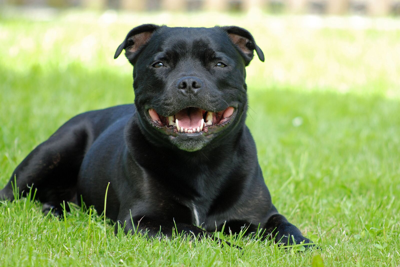 Nikon D80 sample photo. Animal, dog, staffordshire-bull-terrier photography