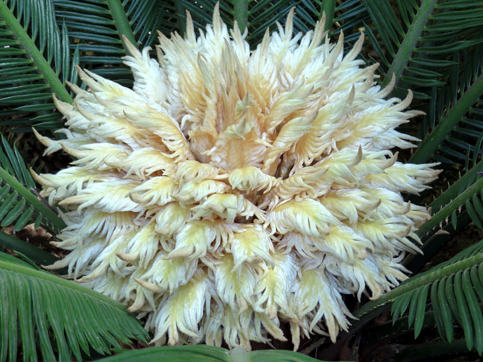 Canon PowerShot SX700 HS sample photo. Cycas, flower, white photography