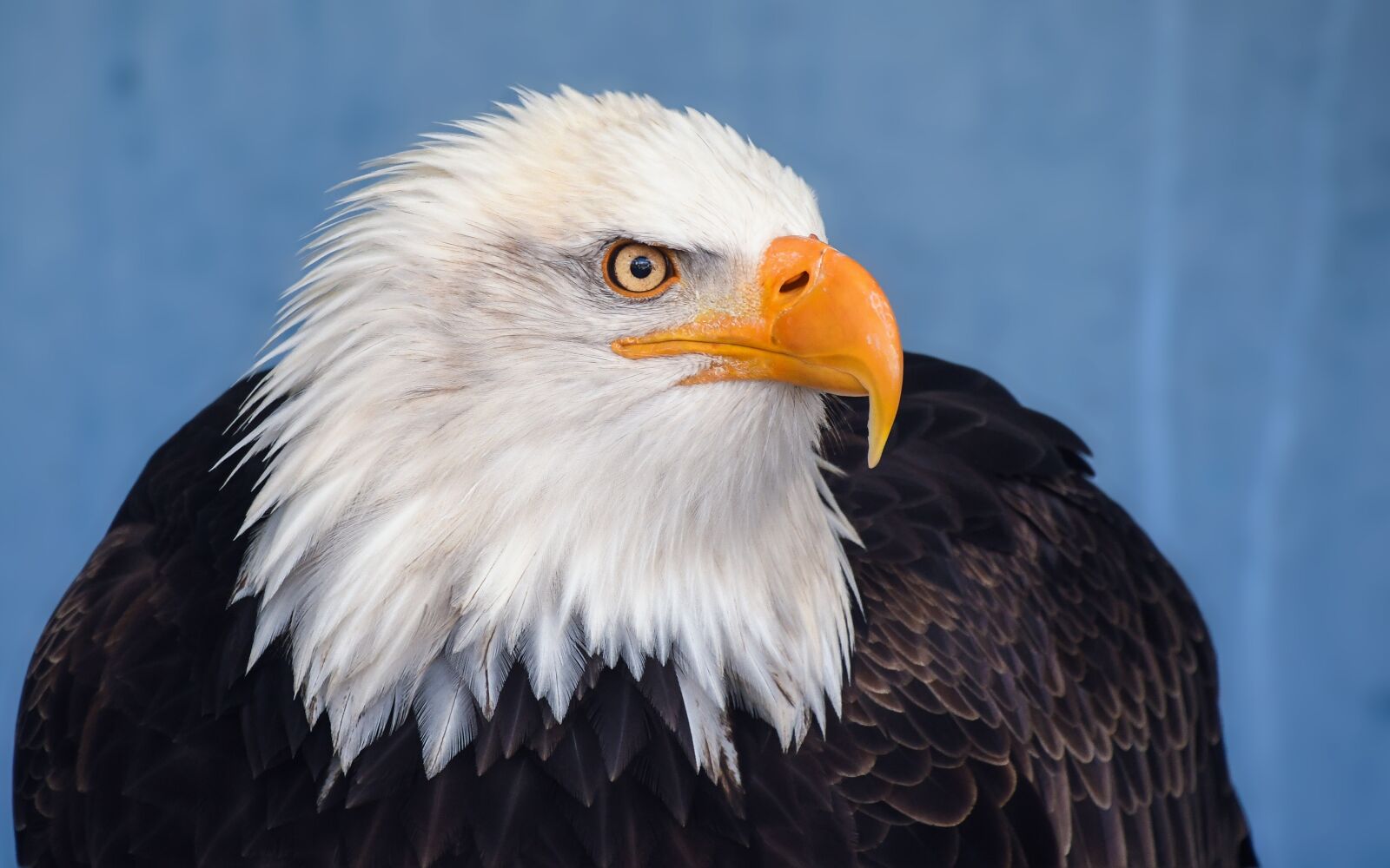 Nikon D500 sample photo. Bald eagle, eagle, raptor photography