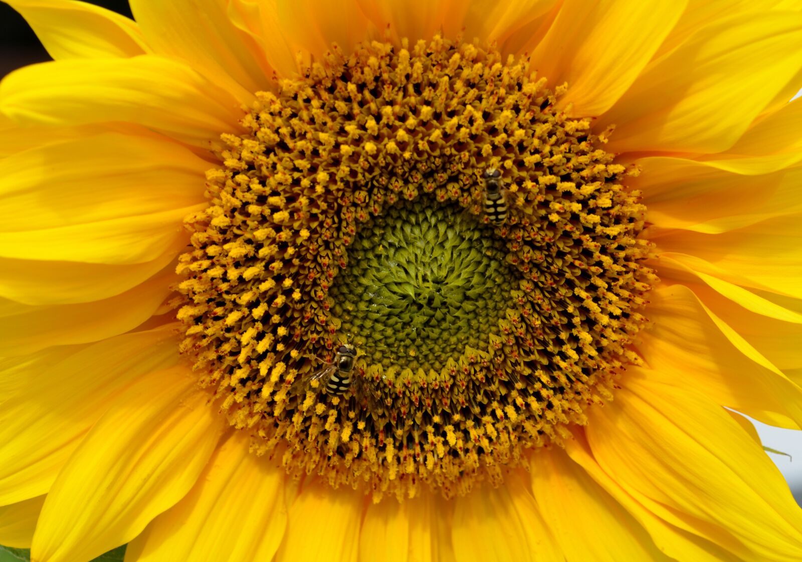 Nikon D5100 sample photo. Sunflower, close up, insect photography