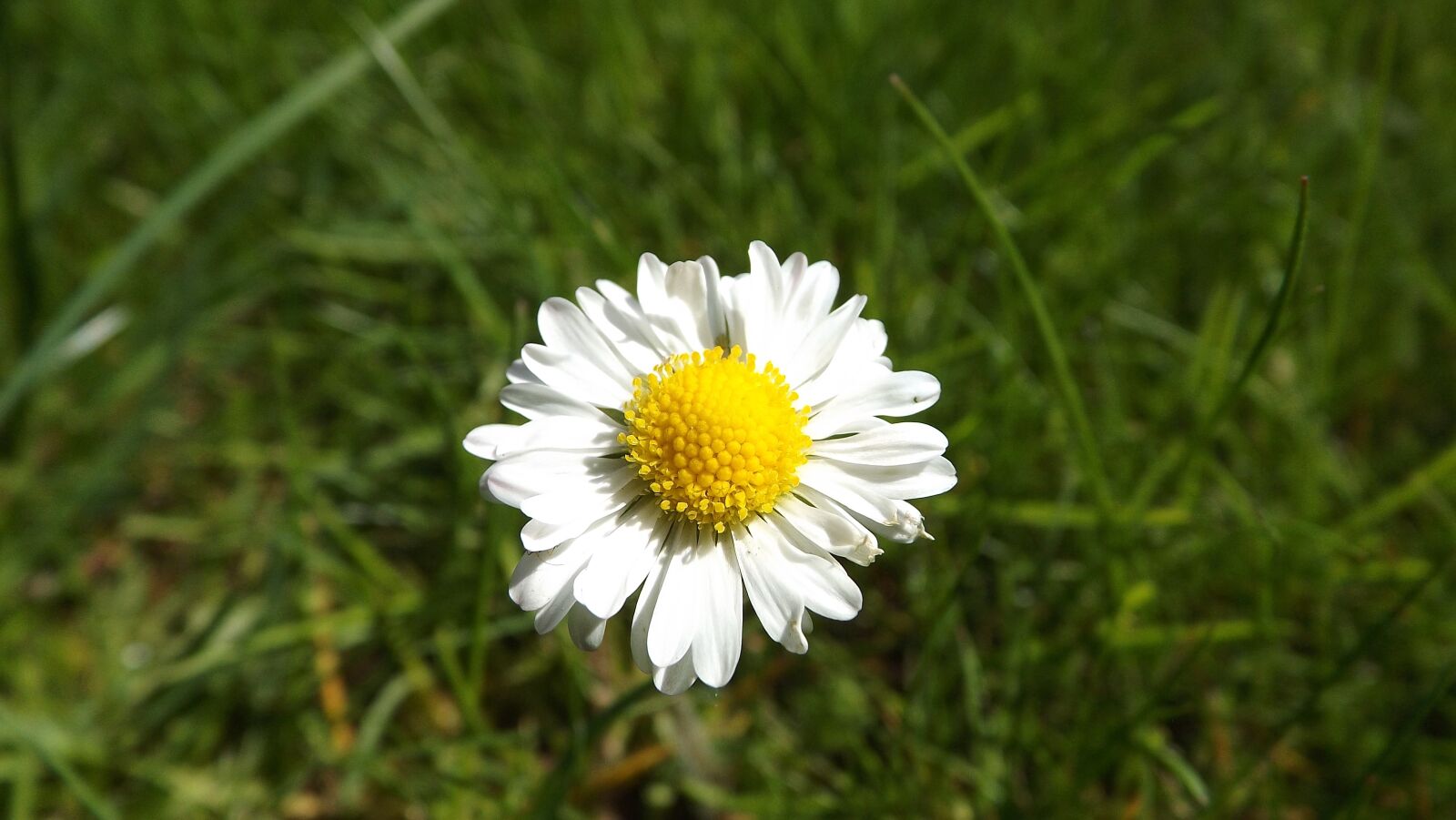 Fujifilm FinePix SL260 sample photo. Daisy, flower, meadow photography