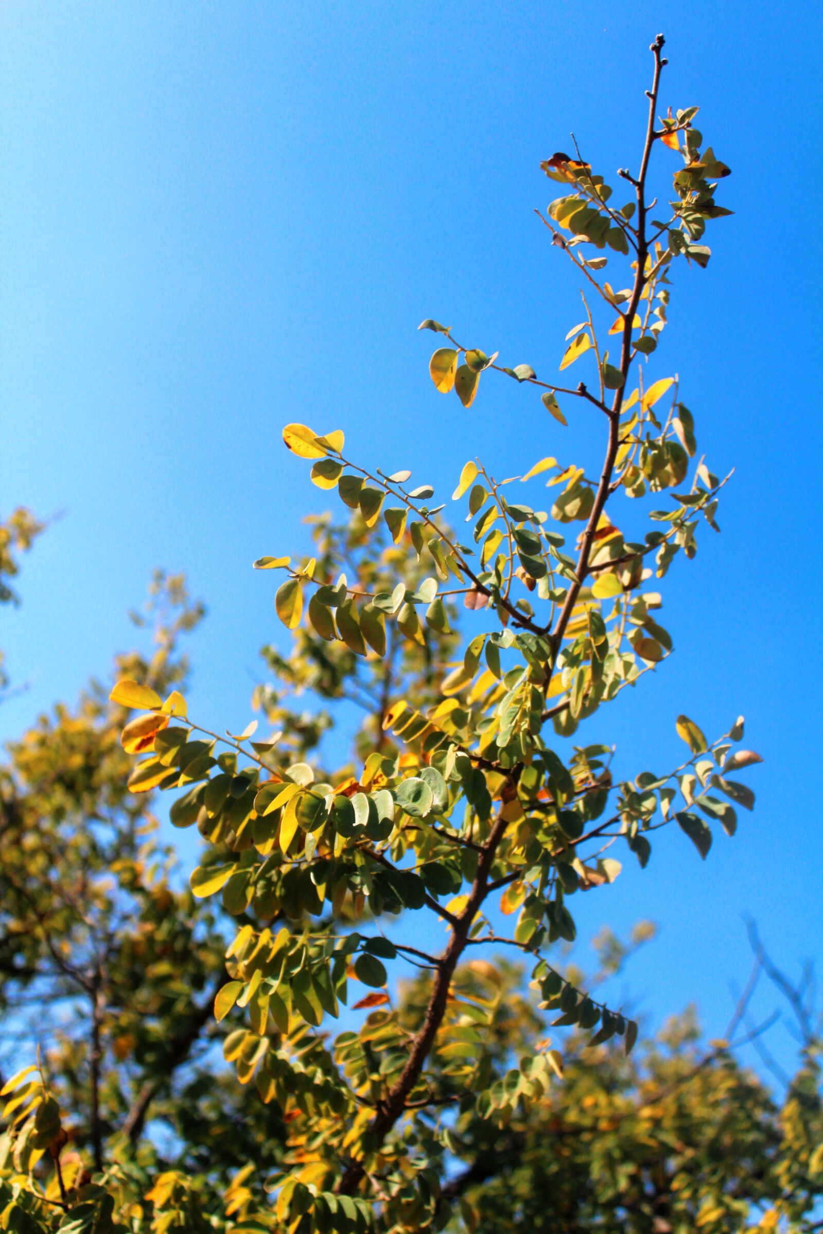 Canon EOS 1200D (EOS Rebel T5 / EOS Kiss X70 / EOS Hi) sample photo. Leaf, sky, nature photography