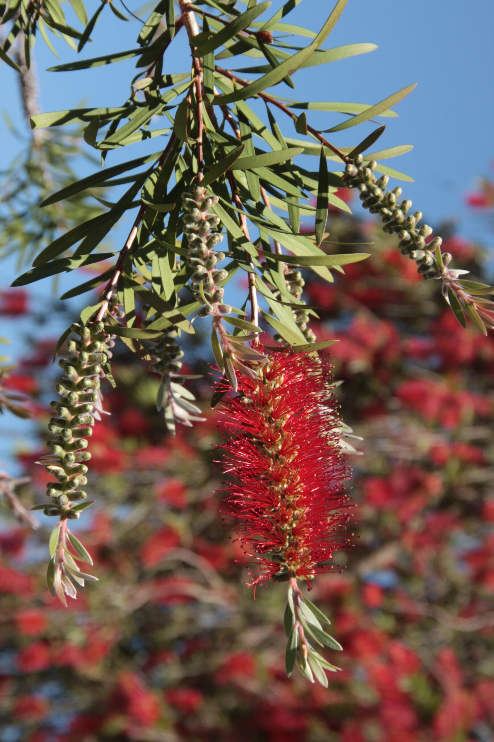 Canon EOS 40D sample photo. Bottle washer, bottlebrush, callistemon photography