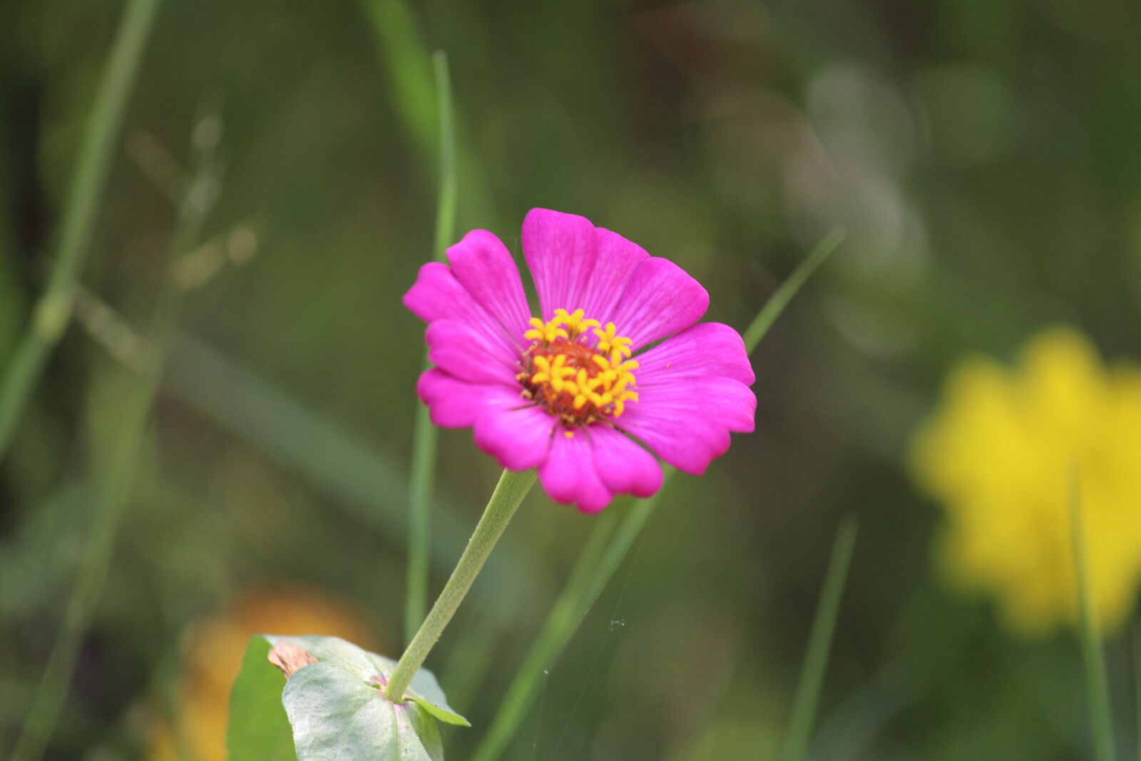 Canon EOS 700D (EOS Rebel T5i / EOS Kiss X7i) sample photo. Purple, petaled, flower, bloom photography
