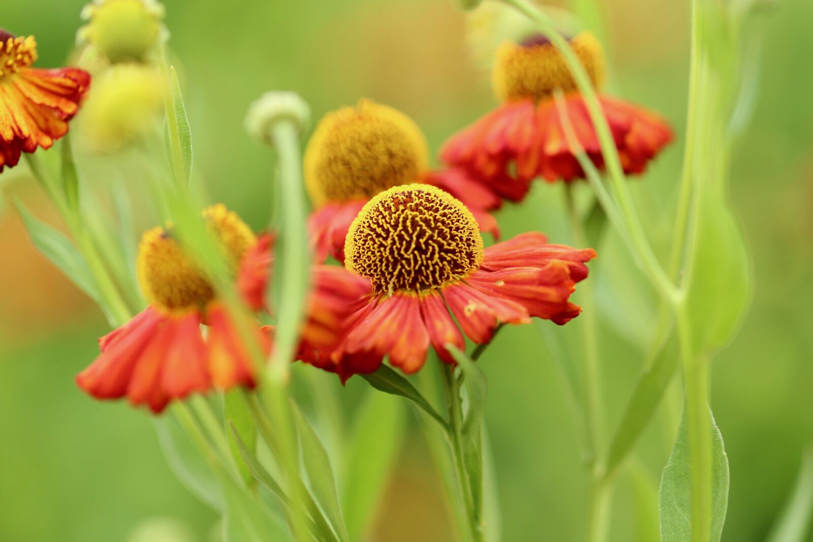Canon EOS 800D (EOS Rebel T7i / EOS Kiss X9i) sample photo. Sun brews, helenium, asteraceae photography