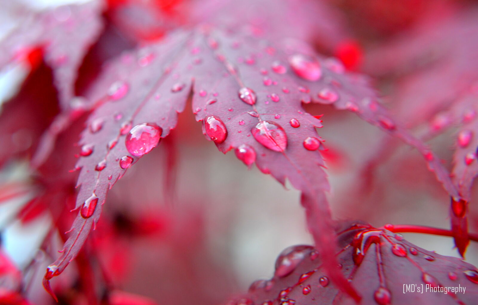 Nikon D5100 sample photo