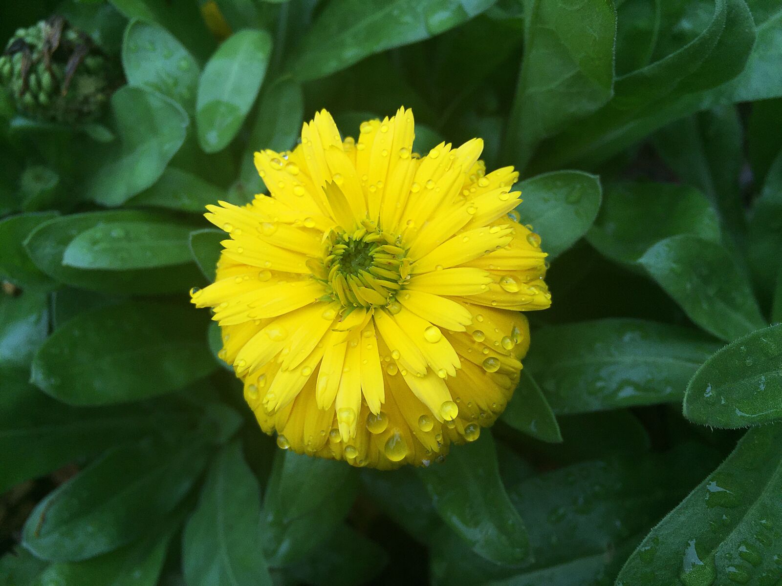 iPhone 6 Plus back camera 4.15mm f/2.2 sample photo. Flower, yellow, blossom photography