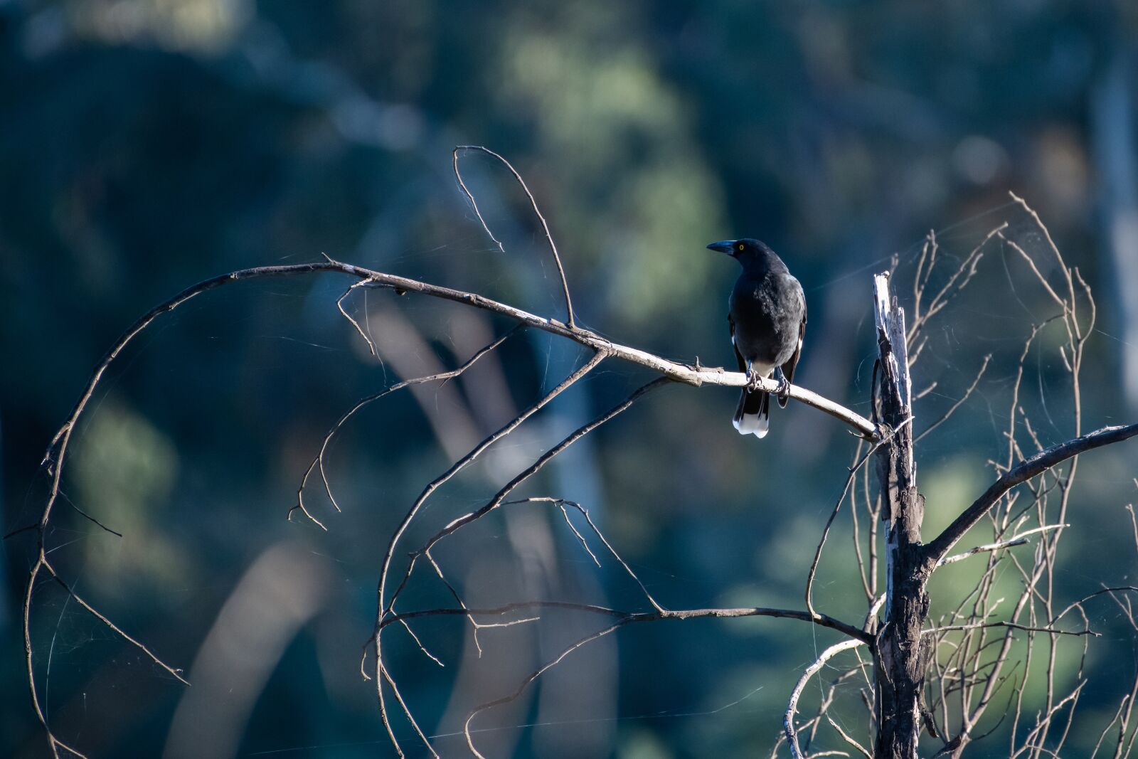 Nikon D850 sample photo. Pied currawong, strepera graculina photography