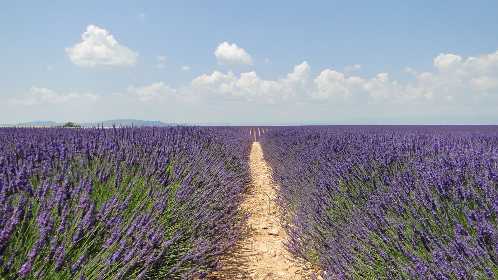 Sony Cyber-shot DSC-HX1 sample photo. Lavende, flowers, lavender photography
