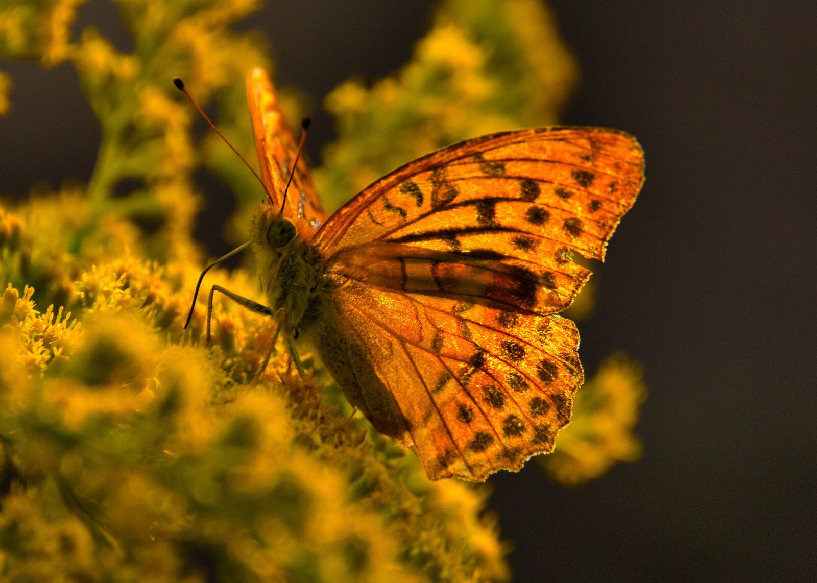 Canon EOS 70D sample photo. Butterfly, insect, nature photography