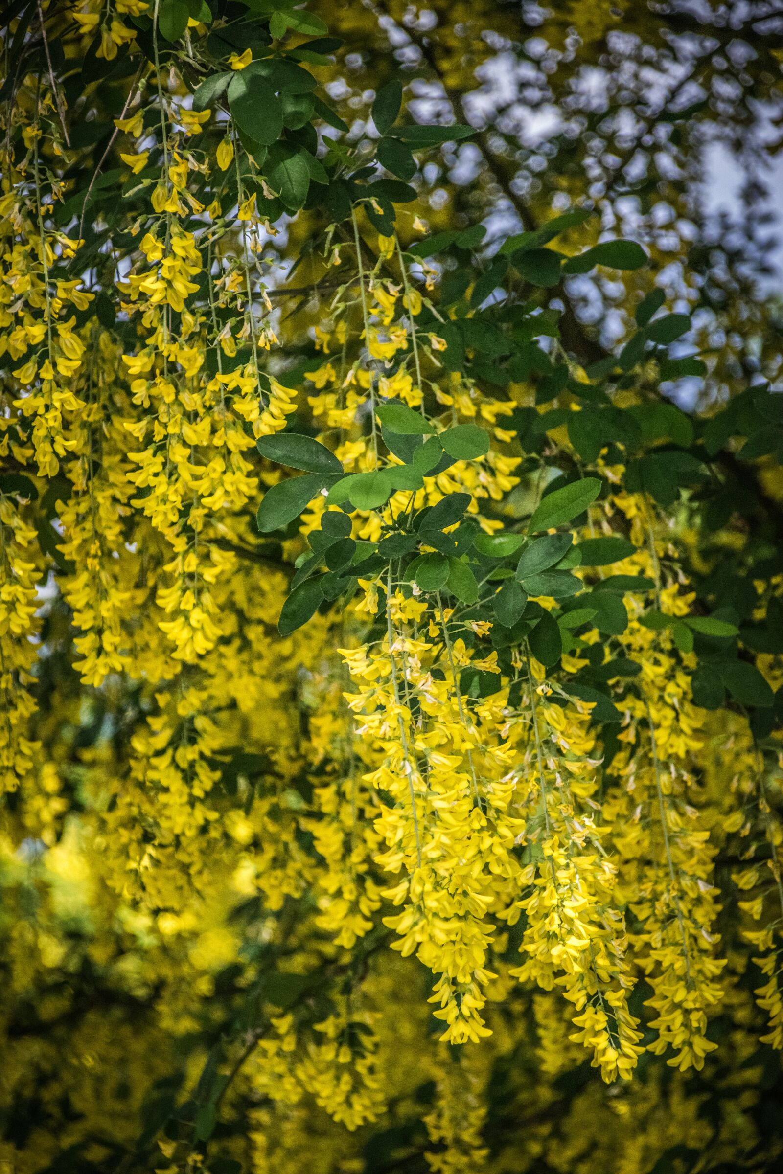 Nikon D5300 sample photo. Park, flora photography