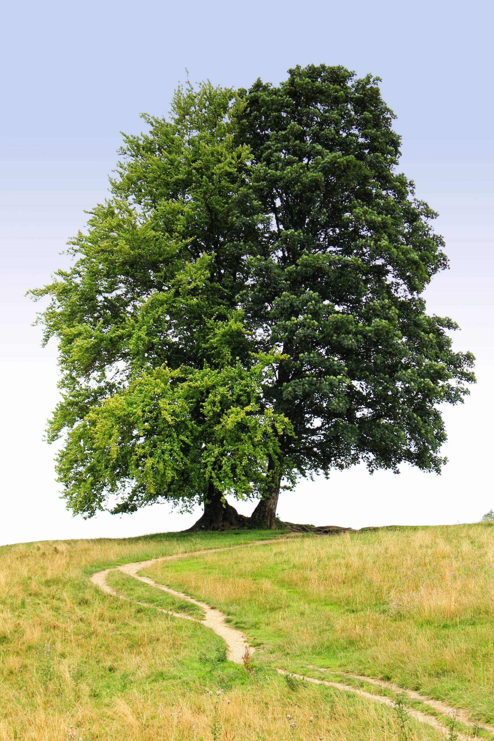 Canon EOS 700D (EOS Rebel T5i / EOS Kiss X7i) sample photo. Tree, the path, trail photography