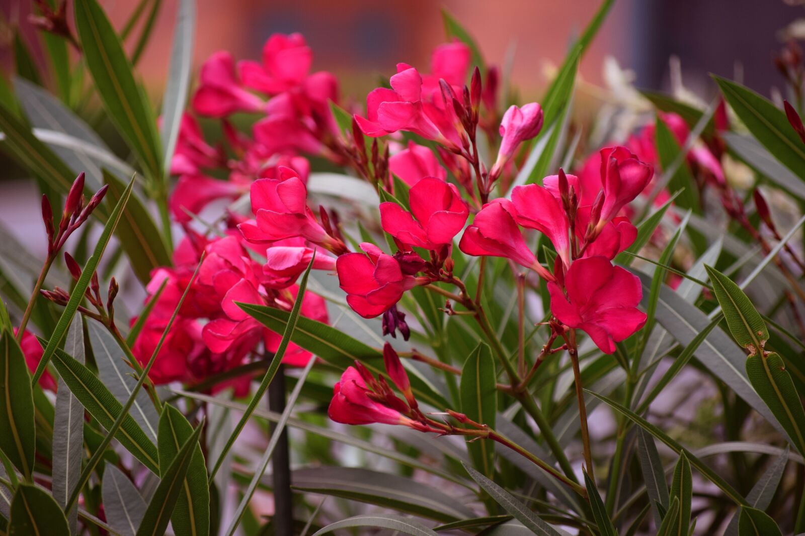 Nikon D5300 sample photo. Red, flower, blossom photography
