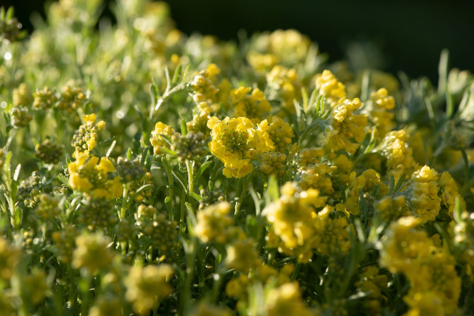 Nikon D750 sample photo. Plant, flowers, yellow photography