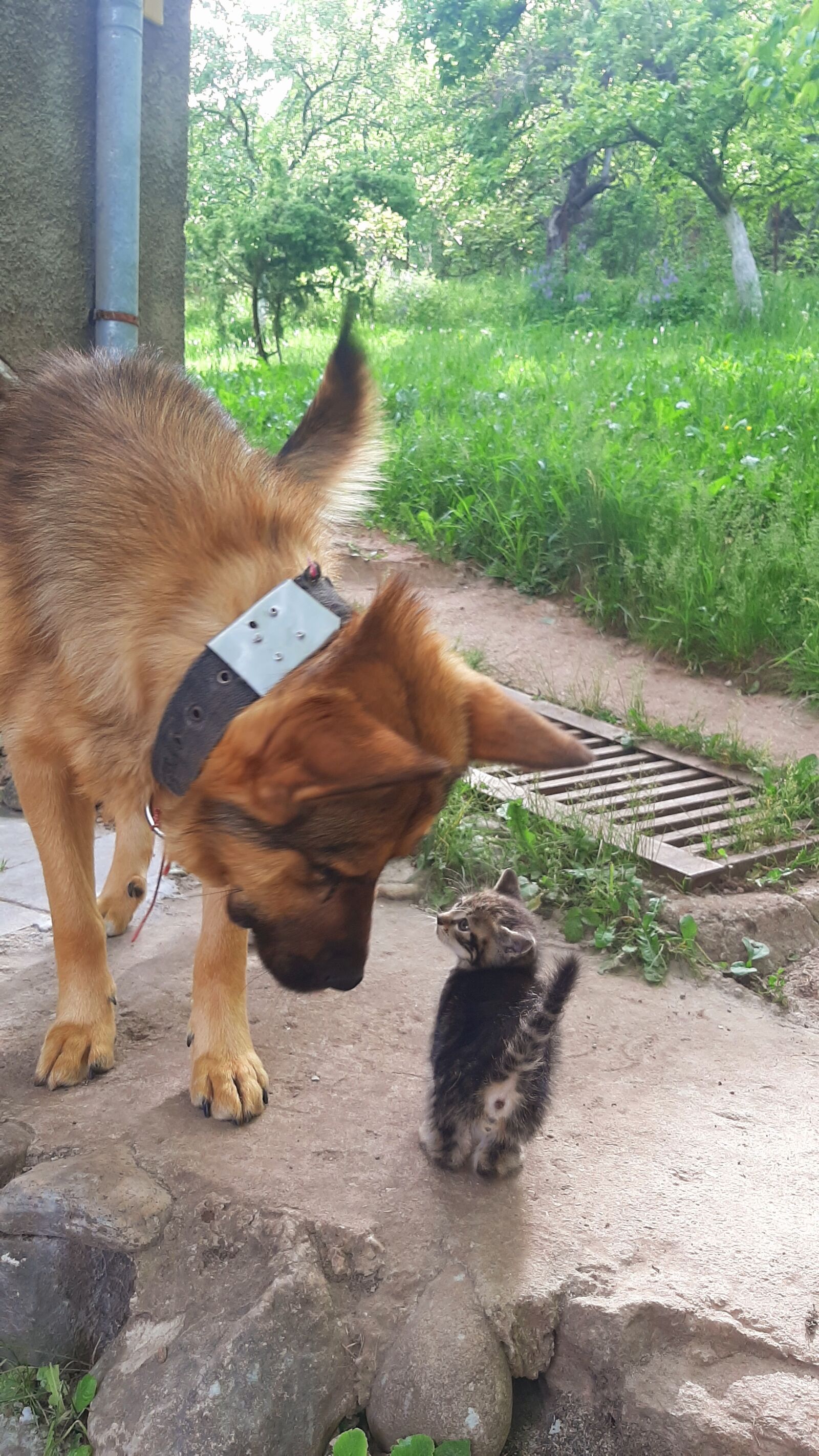 Samsung Galaxy A50 sample photo. Dog, cat, bulgaria photography