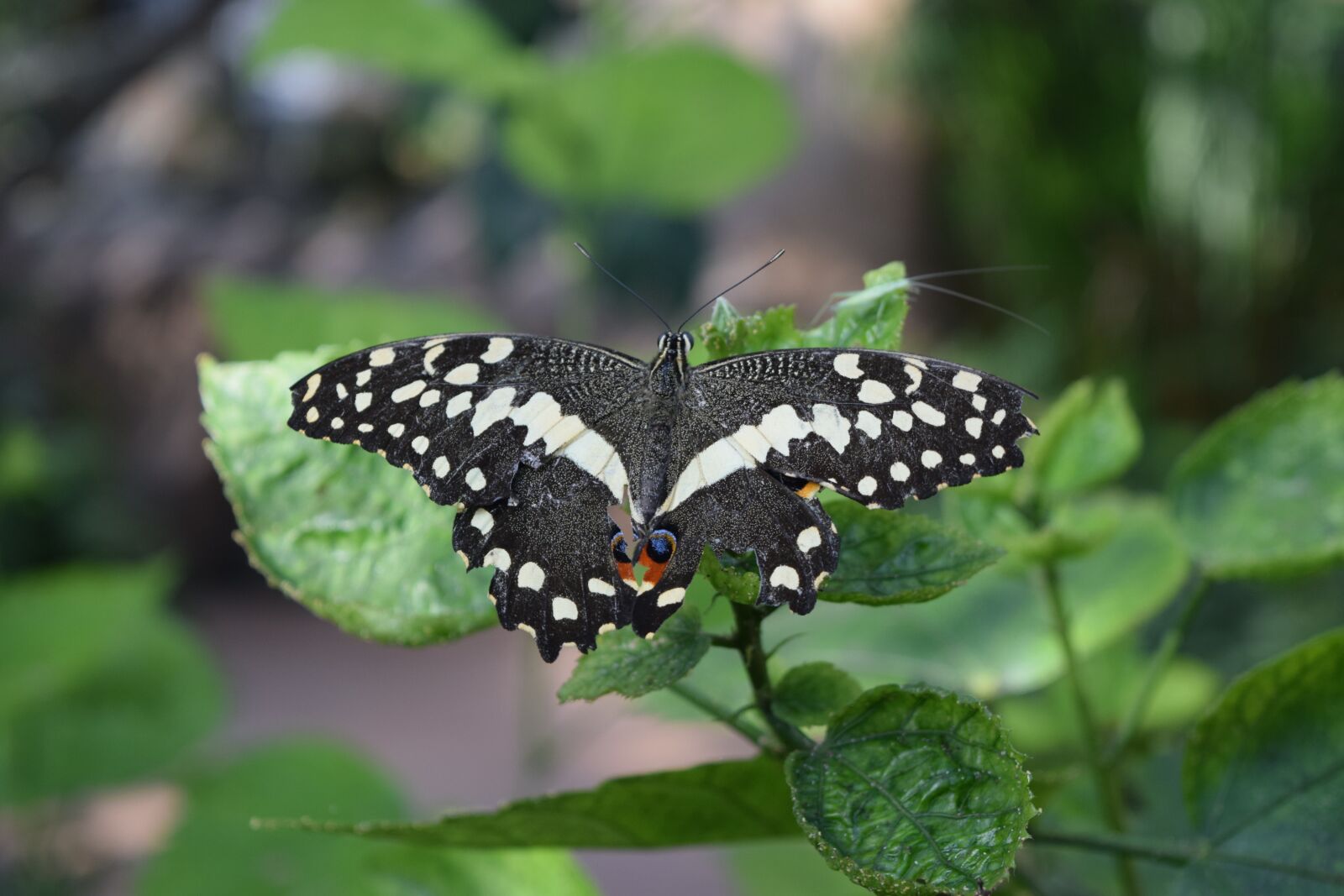 Nikon D5300 sample photo. Butterfly, beautiful, flight photography