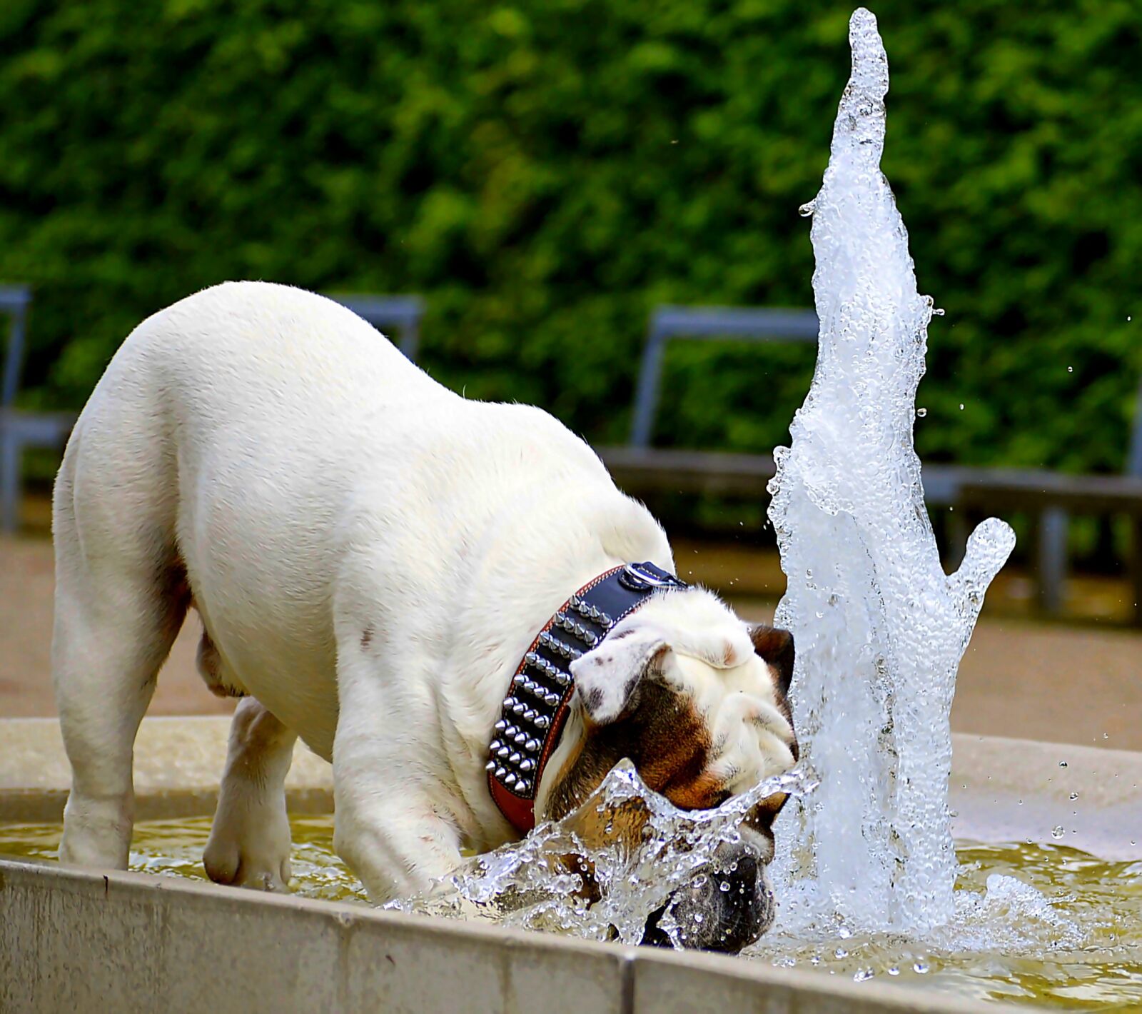 Nikon D3200 sample photo. Dog, bulldog, portrait photography