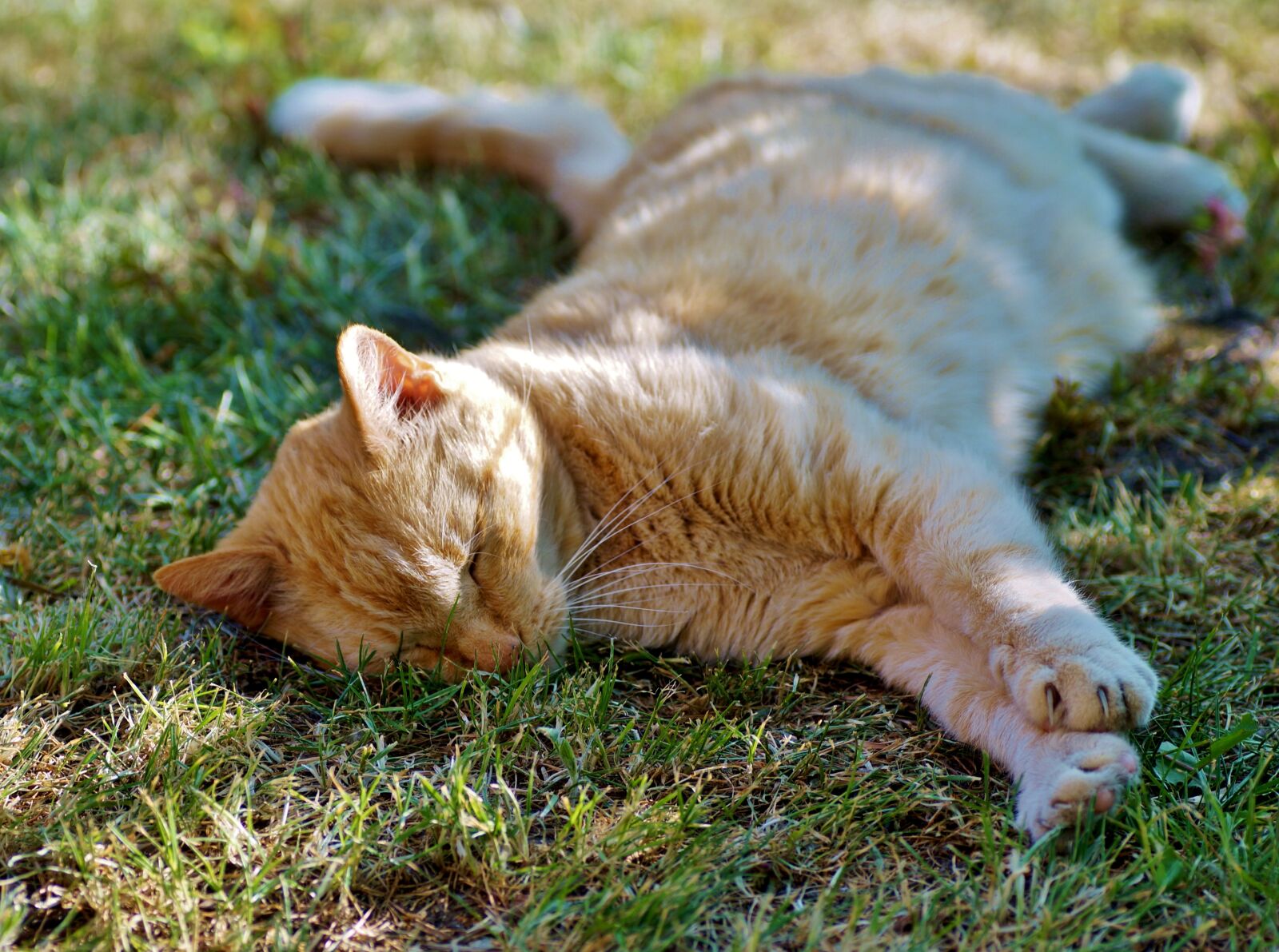 Sony SLT-A58 sample photo. Cat, tomcat, dormant photography