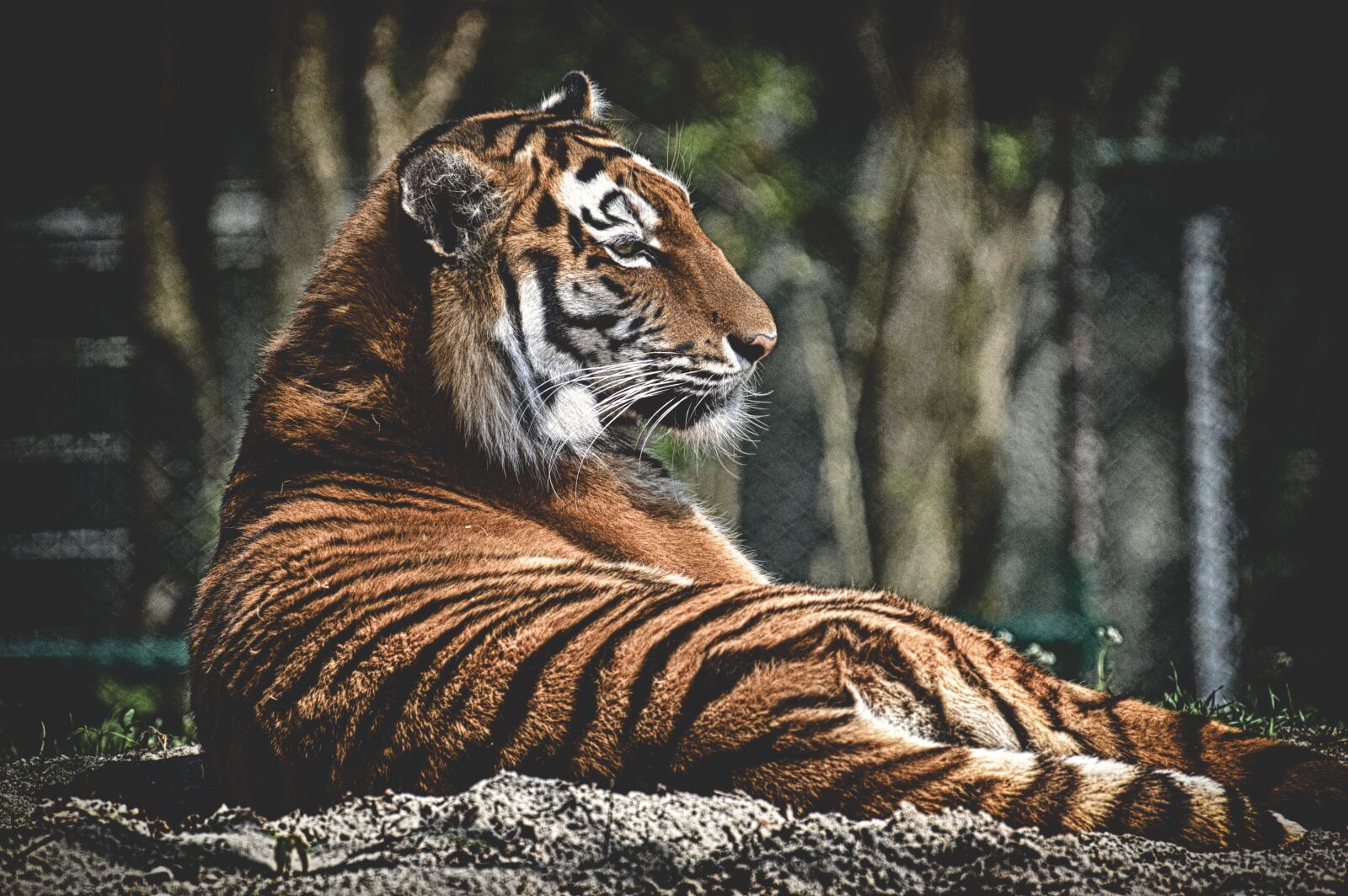 Nikon D3200 sample photo. Tiger, big cat, predator photography
