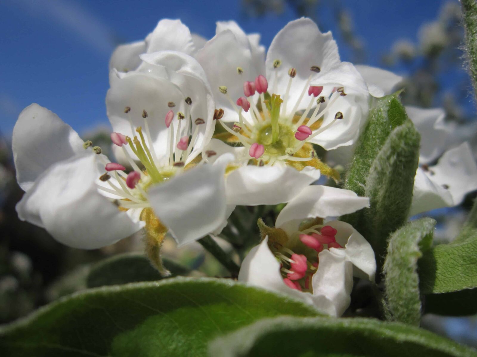 Canon PowerShot A3200 IS sample photo. Garden, nature, apple tree photography