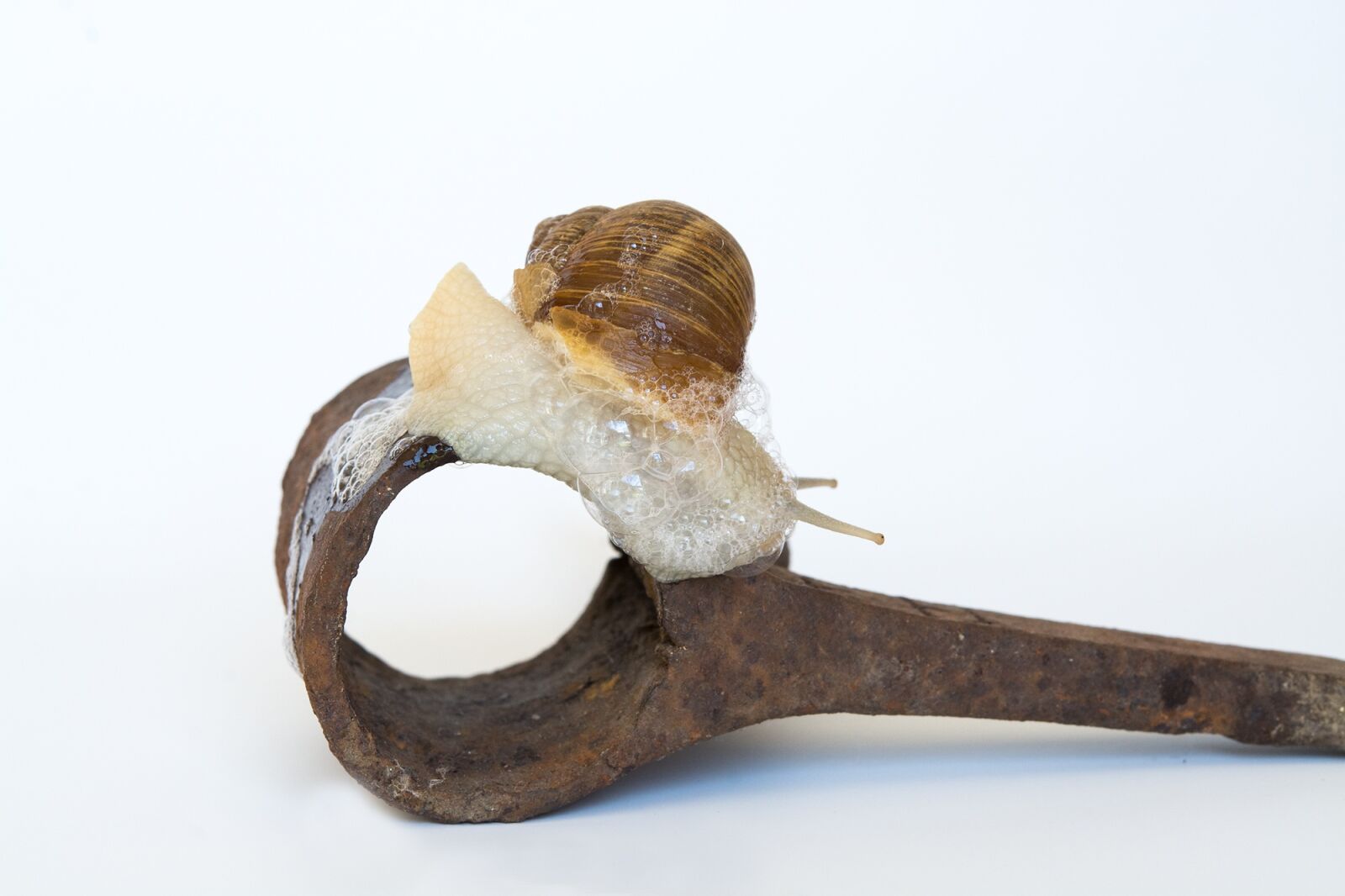 Nikon D7100 sample photo. Snail, shell, iron photography