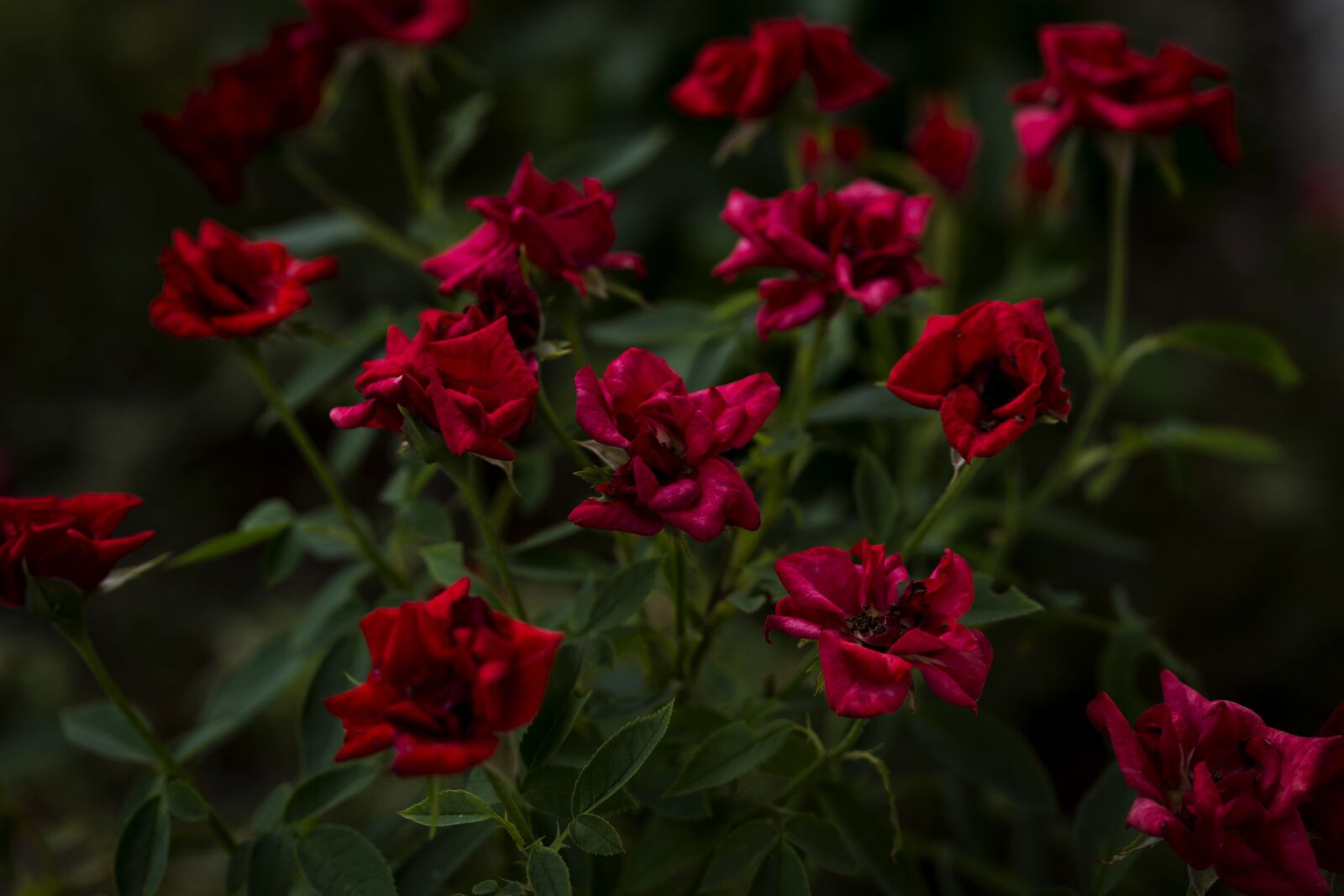 Canon EF-S 60mm F2.8 Macro USM sample photo. Roses, red roses, flowers photography